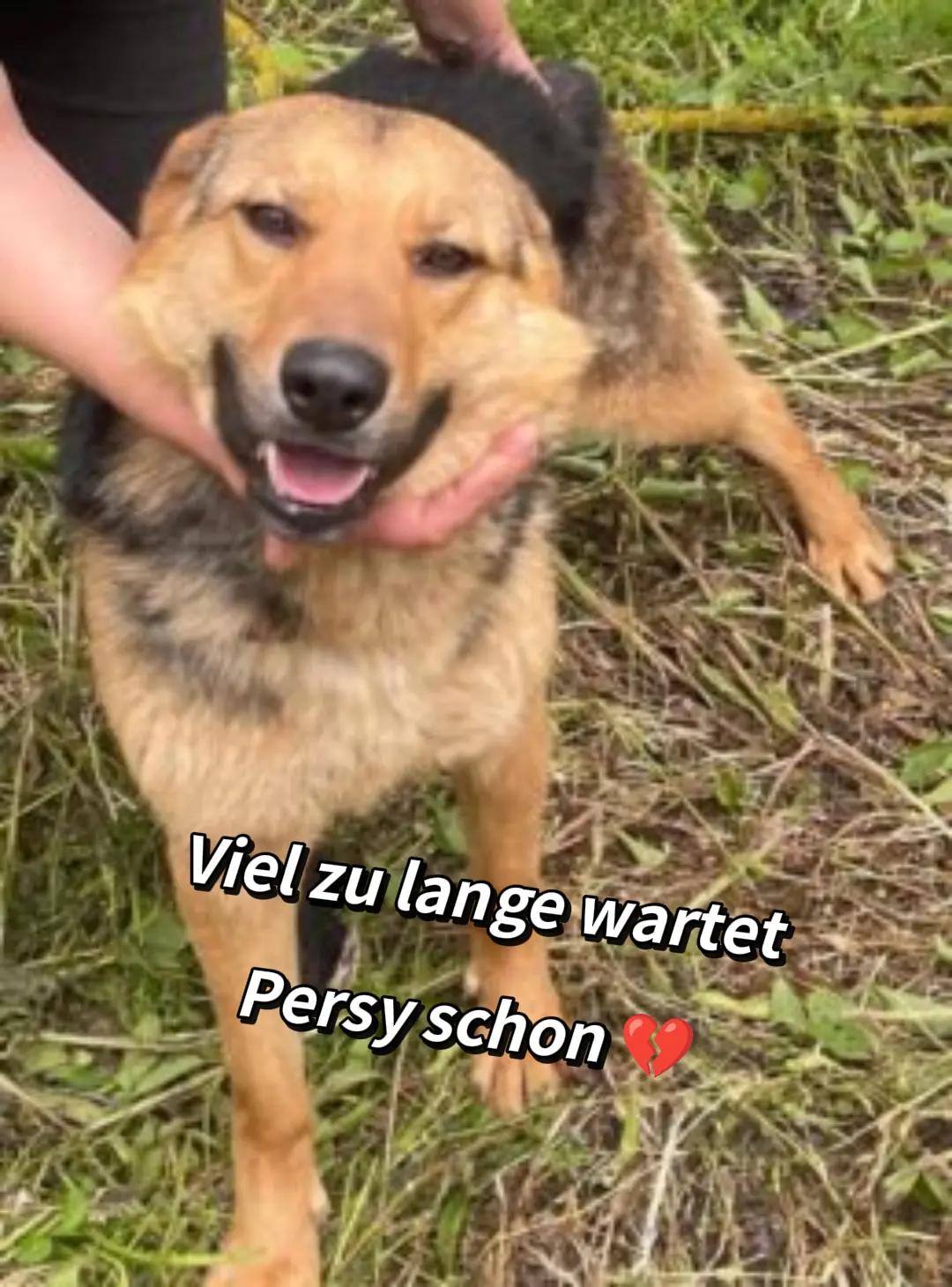 @🐾 PfoteF&uuml;rPfote 🐾