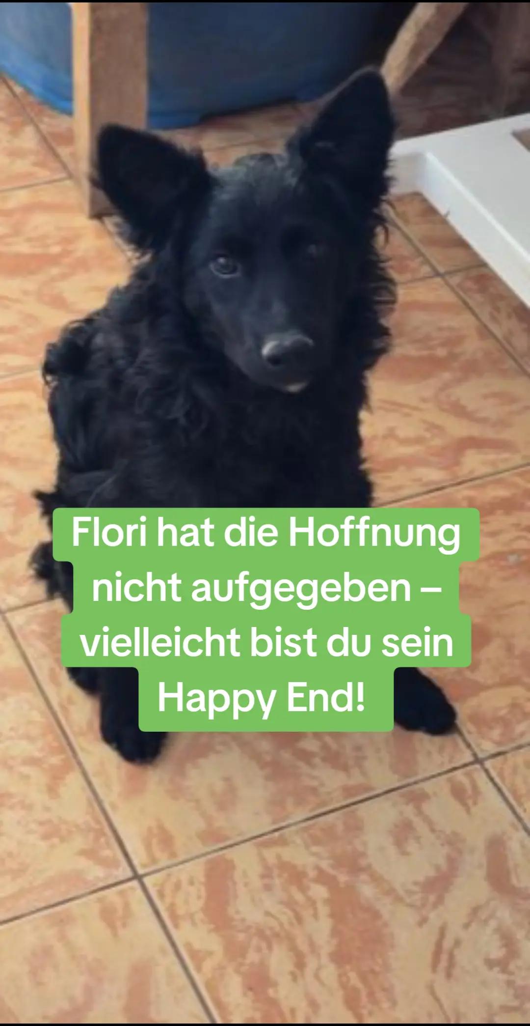 @Glücksfellchen Tierhilfe e.V.
