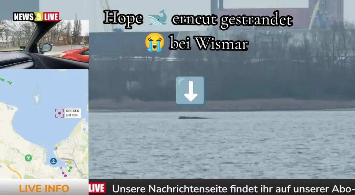 @die.bullybande.🐕®🥷🏼404🥷🏼
