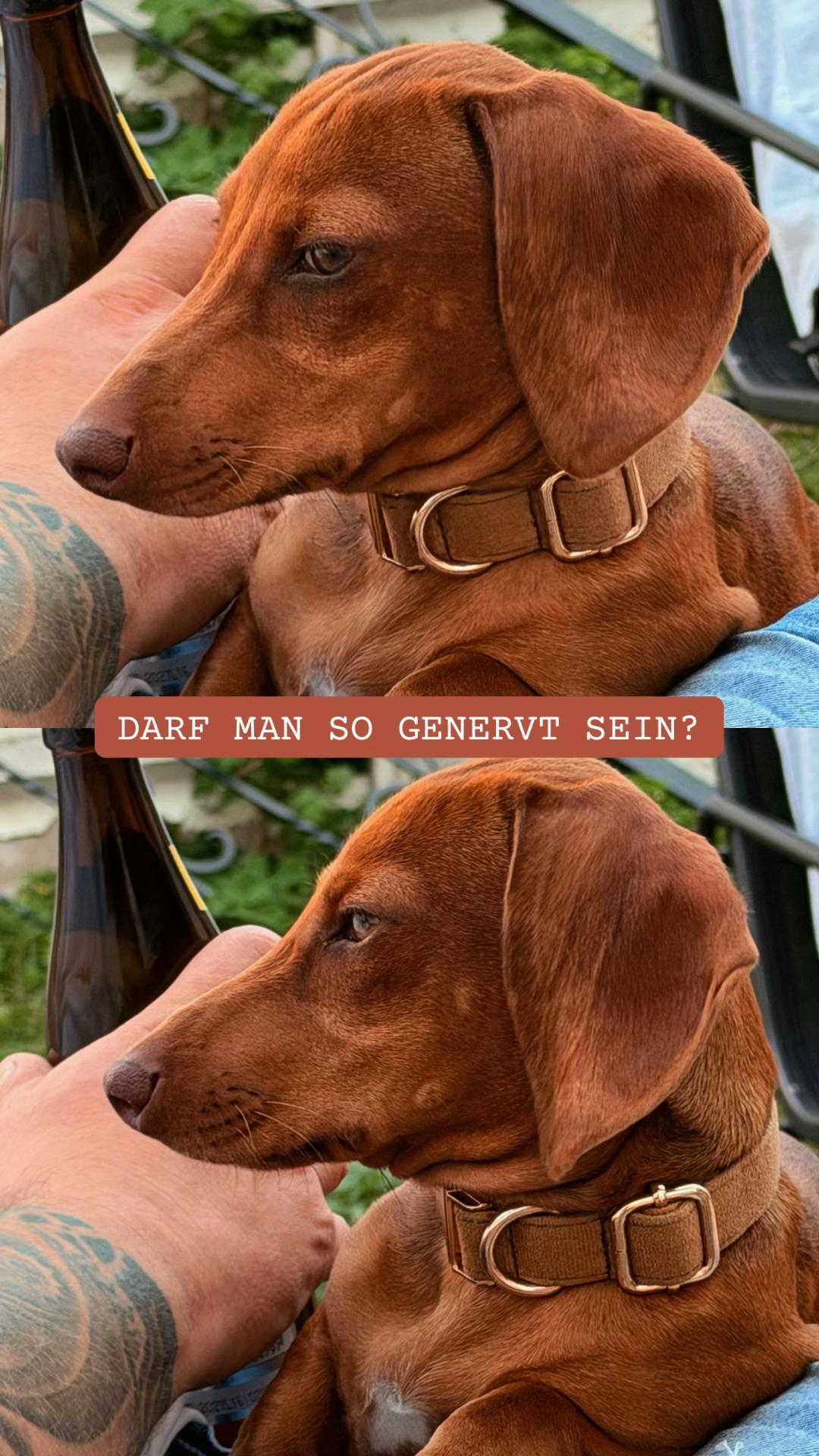 @daily.hermann