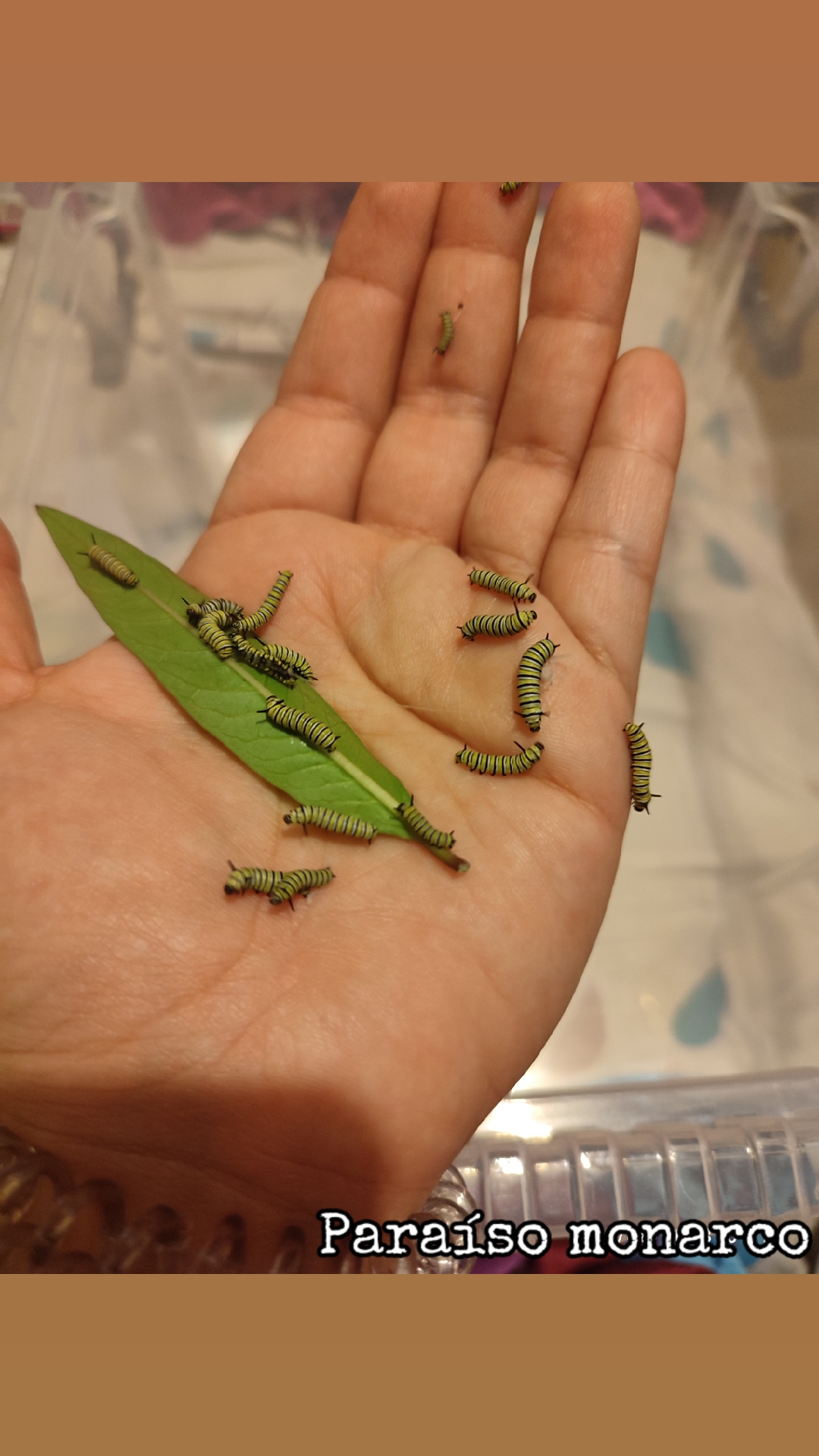 @Mariposas_EddVi
