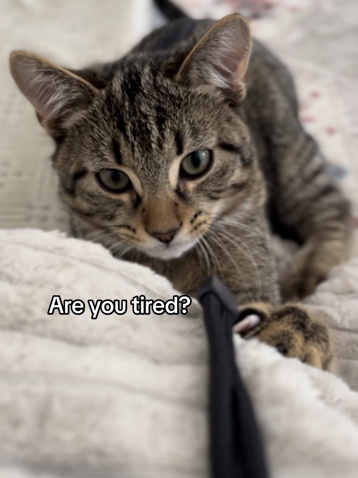 @Haadi 🐱