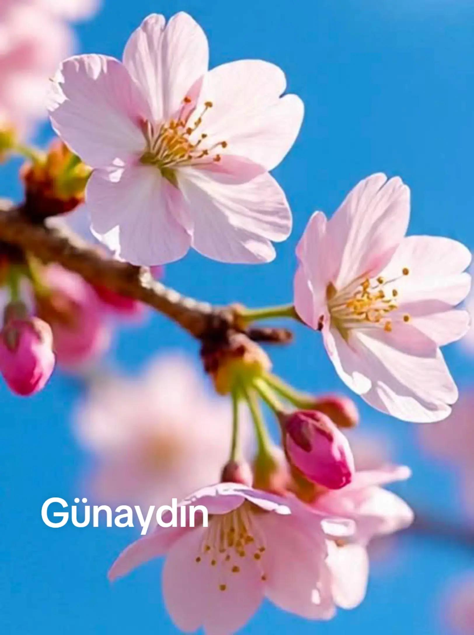@Ali gül