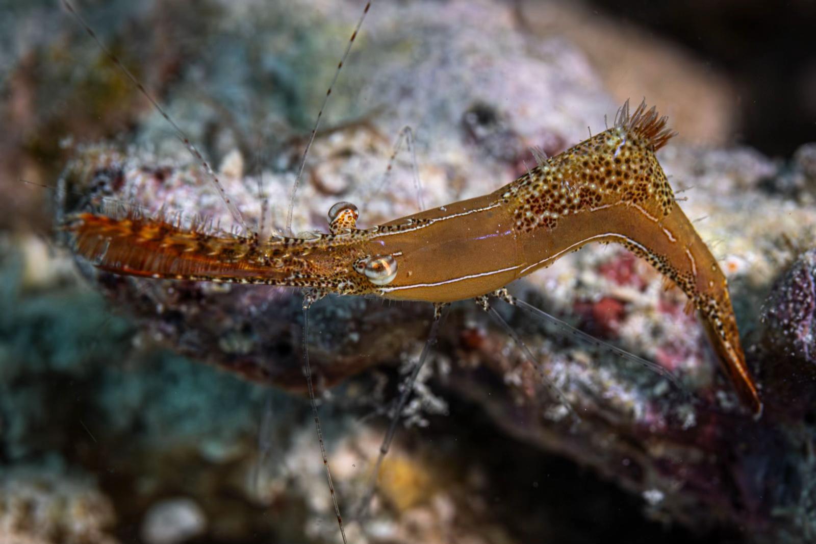 @Diving Tips and Stories
