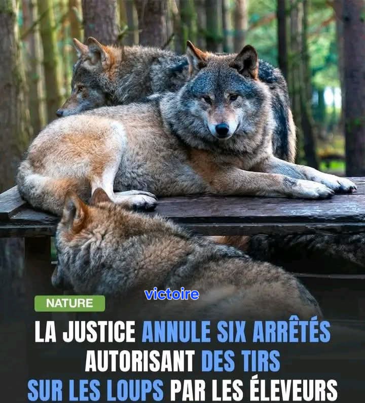 @Dubois Wolf