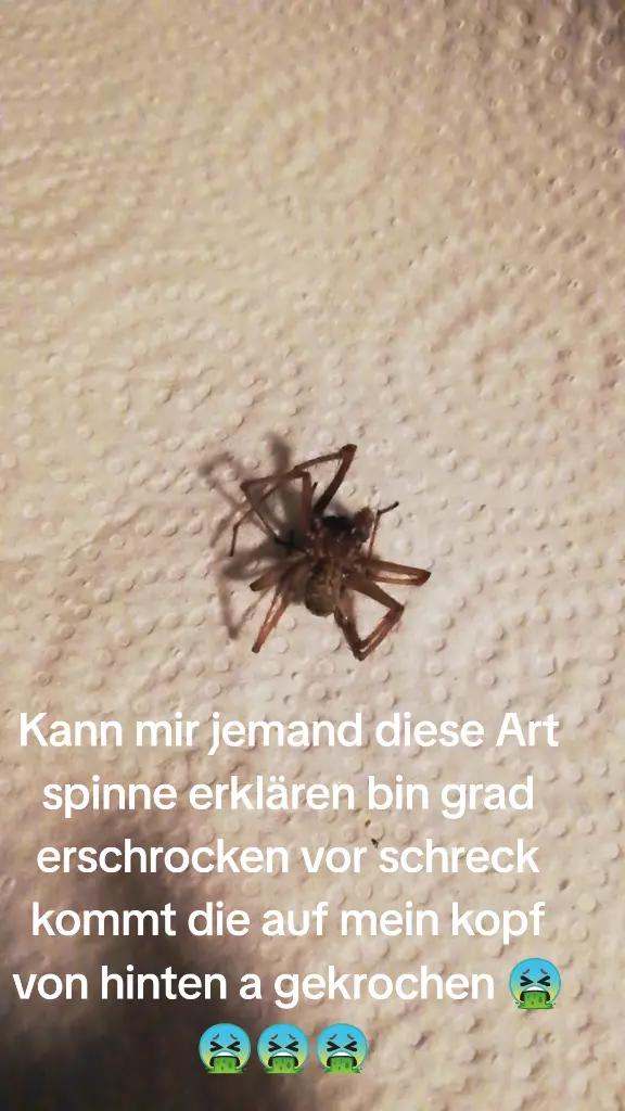 @@Polnischbosslady91💯💥🥵🇵🇱