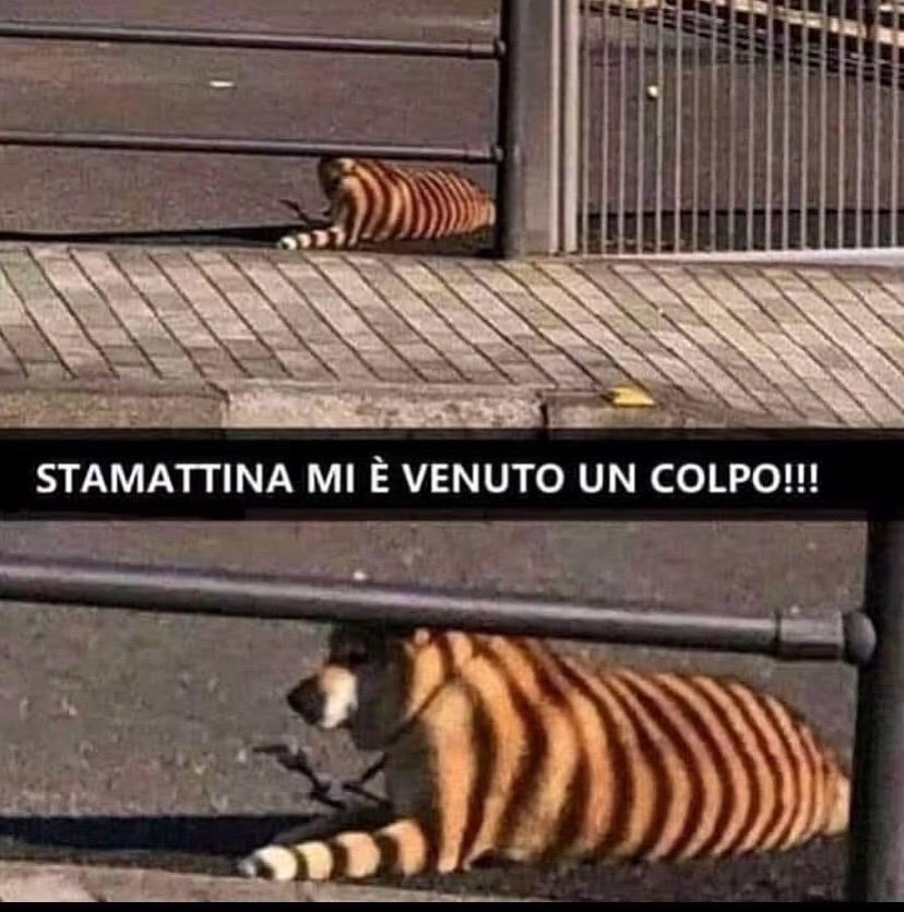 @Francafusaro05
