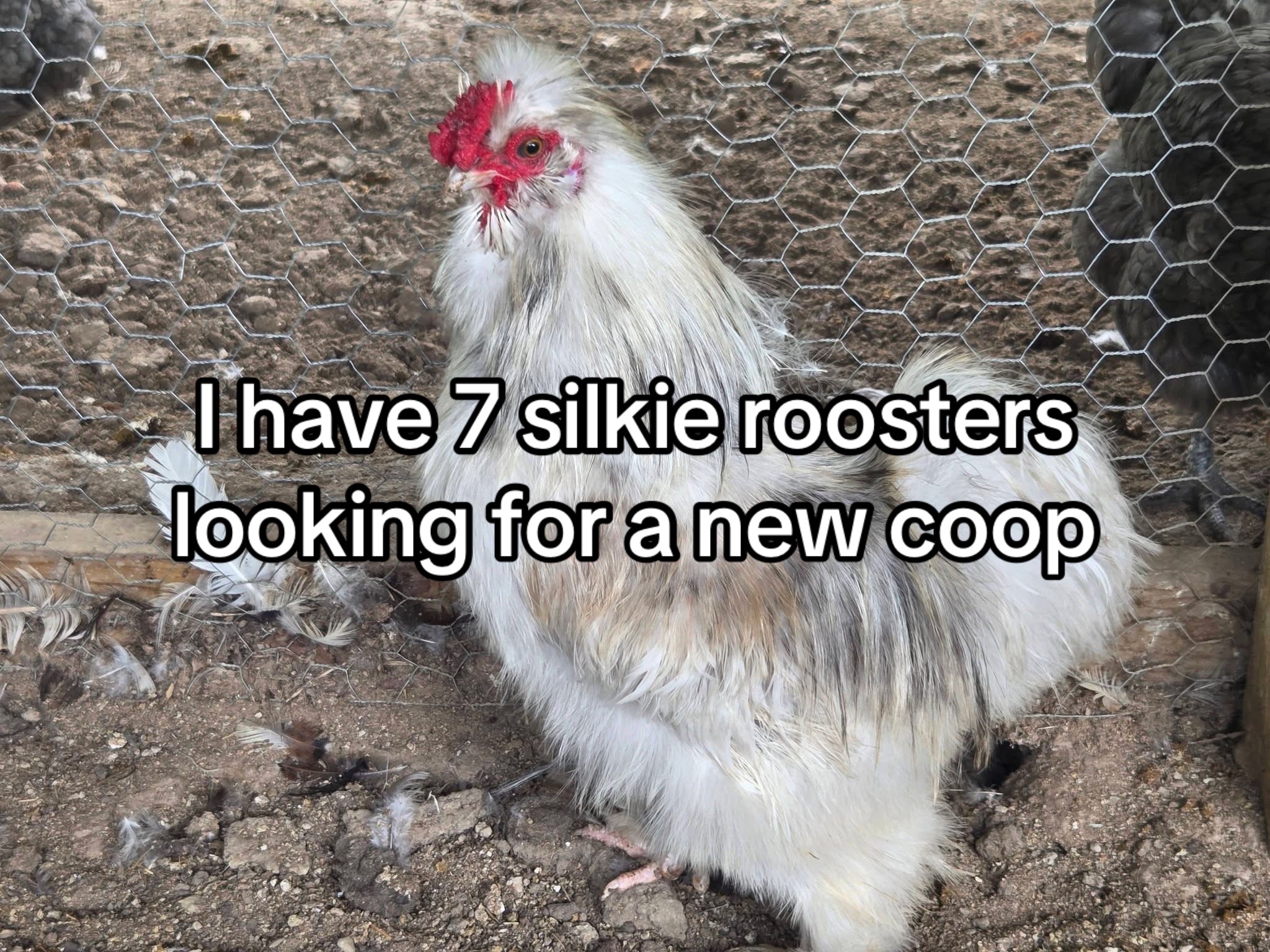 @Matthew’s Feathered Farm