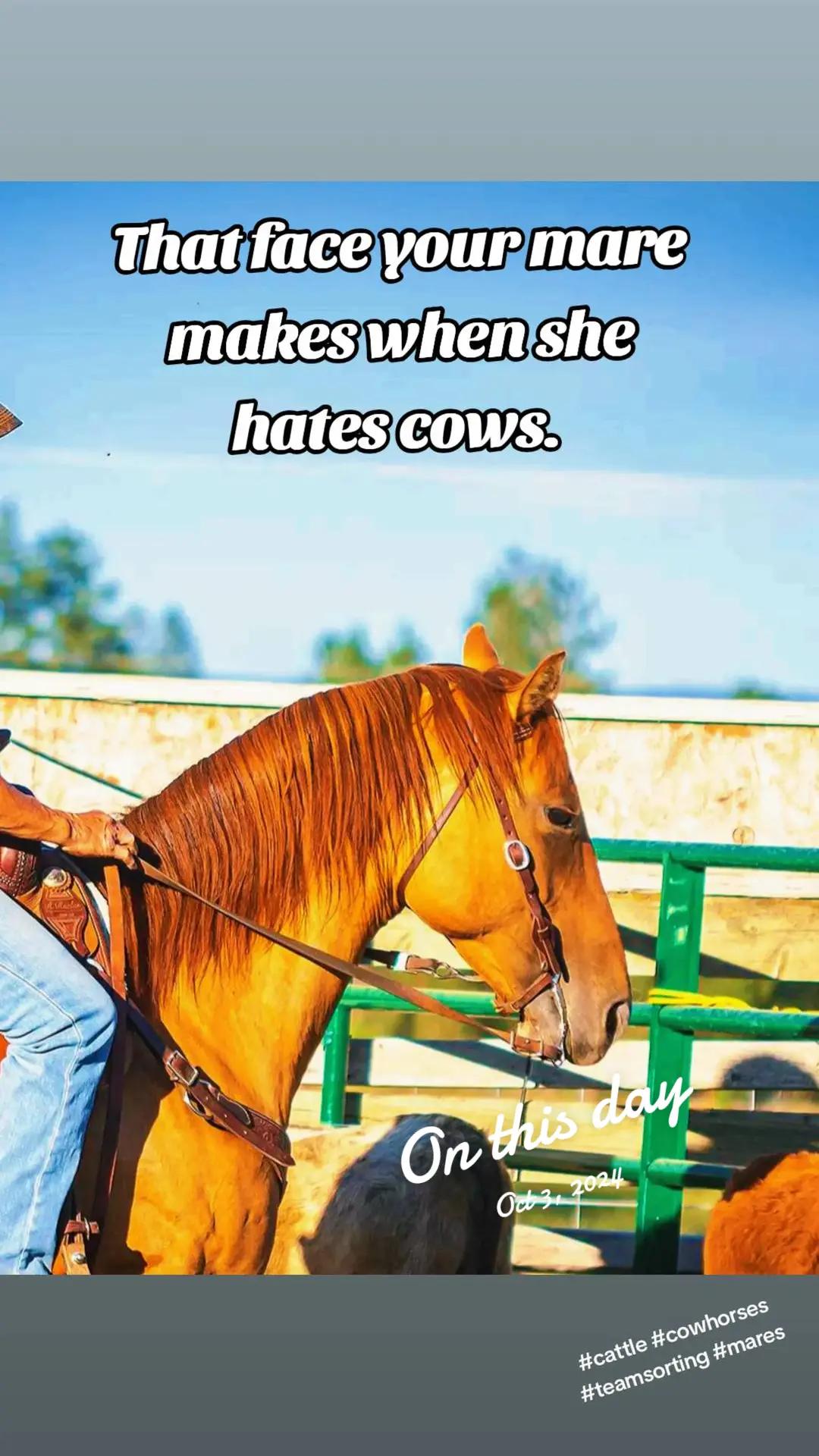 @🐴 ColdMountainRanch 🏇