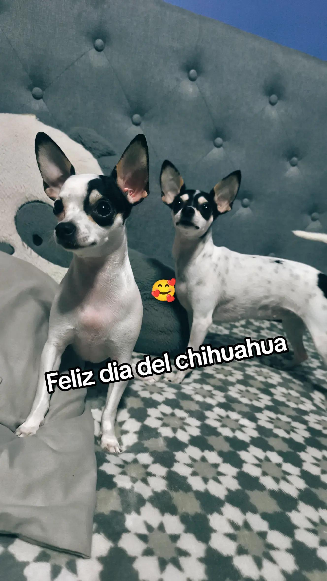 @Pauchaii
