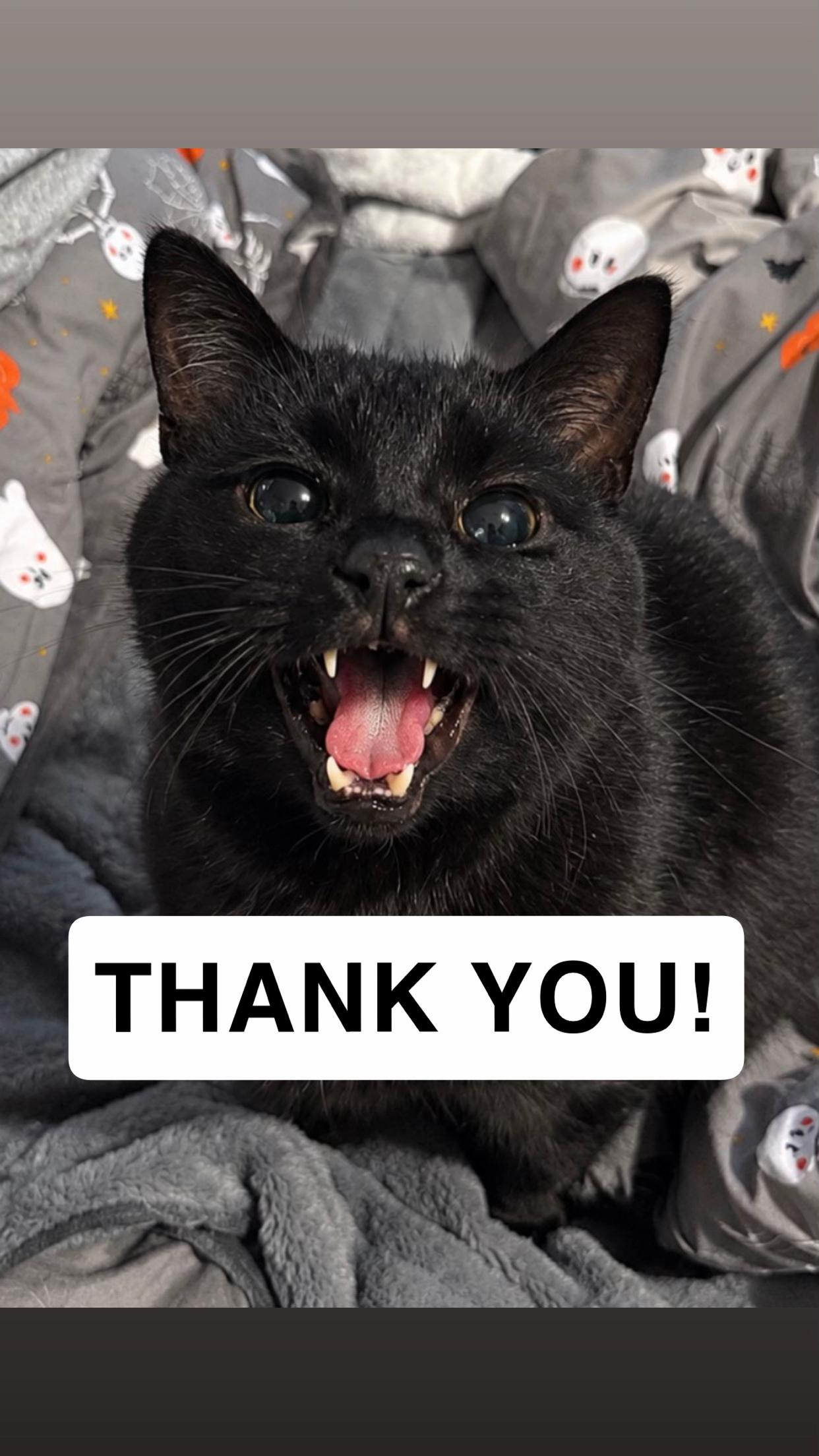 @Teefie_tribe 🐈⬛🐈⬛🐈🦷🦷