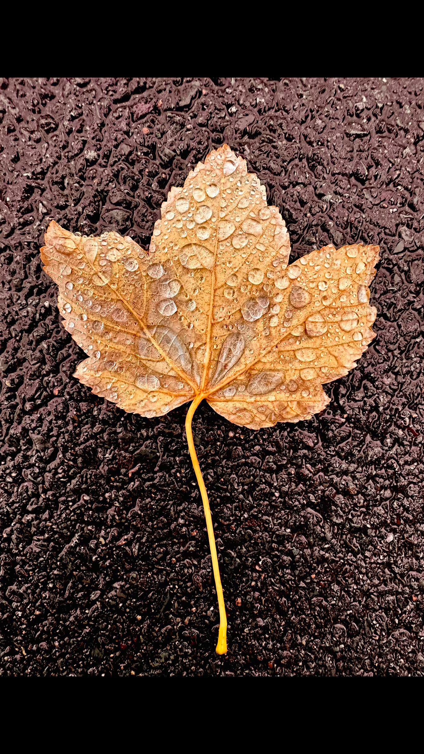 @ᴋᴀᴅᴇsᴛᴇғғᴀɴʏ