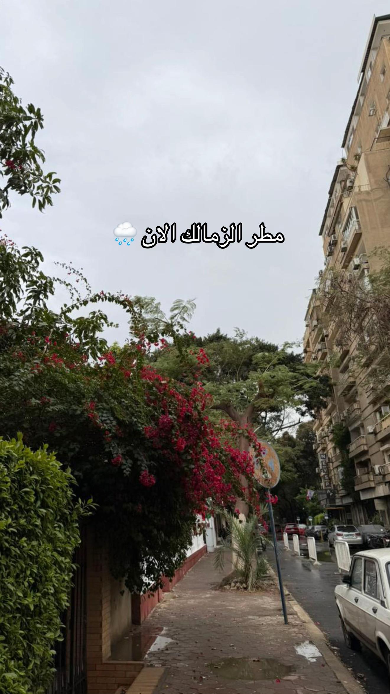 @خليجيون في مصر 🇪🇬