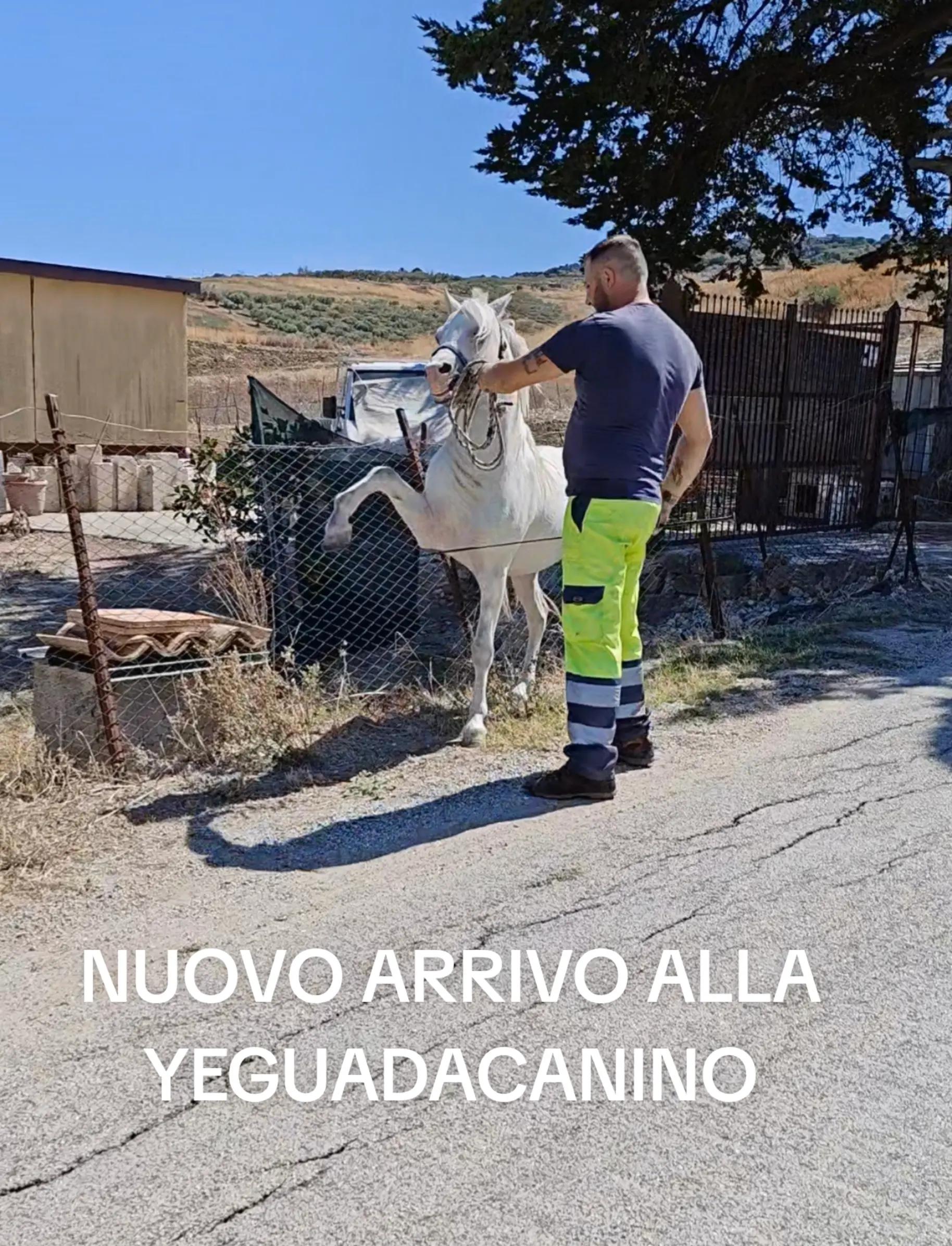 @pietrocanino
