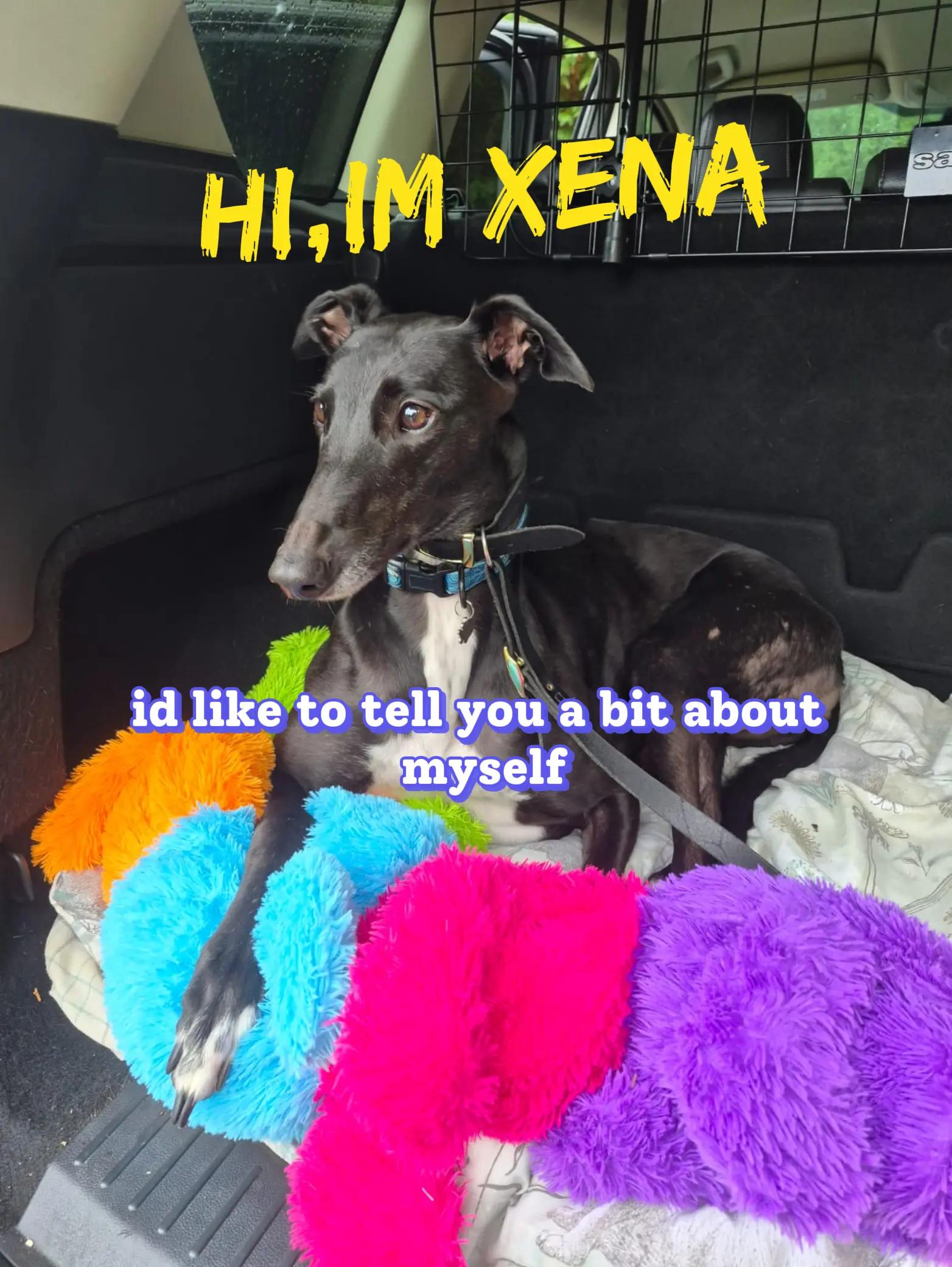 @xena