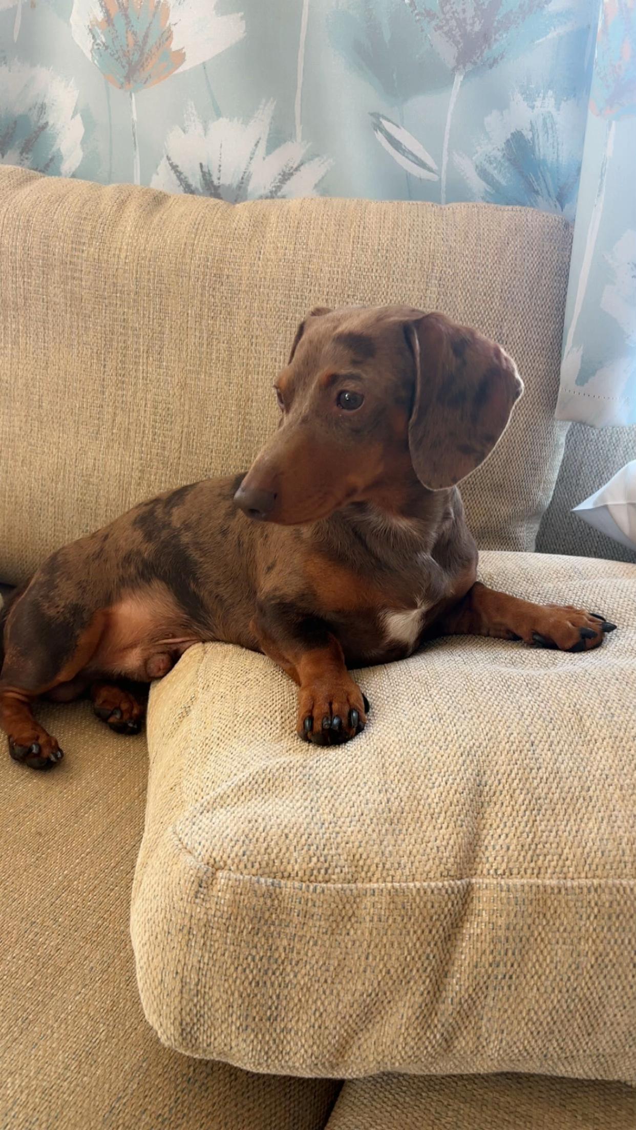 @marleythesausagedog