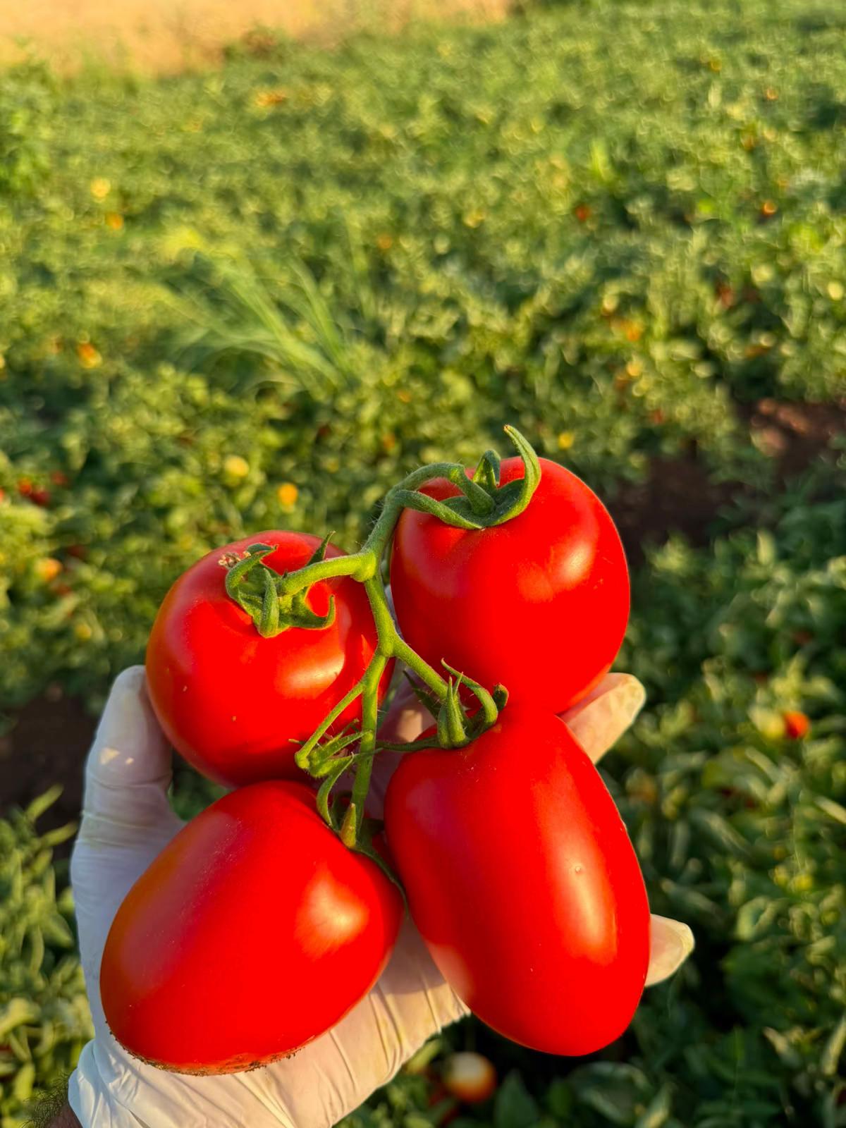 @Celal Karakurt