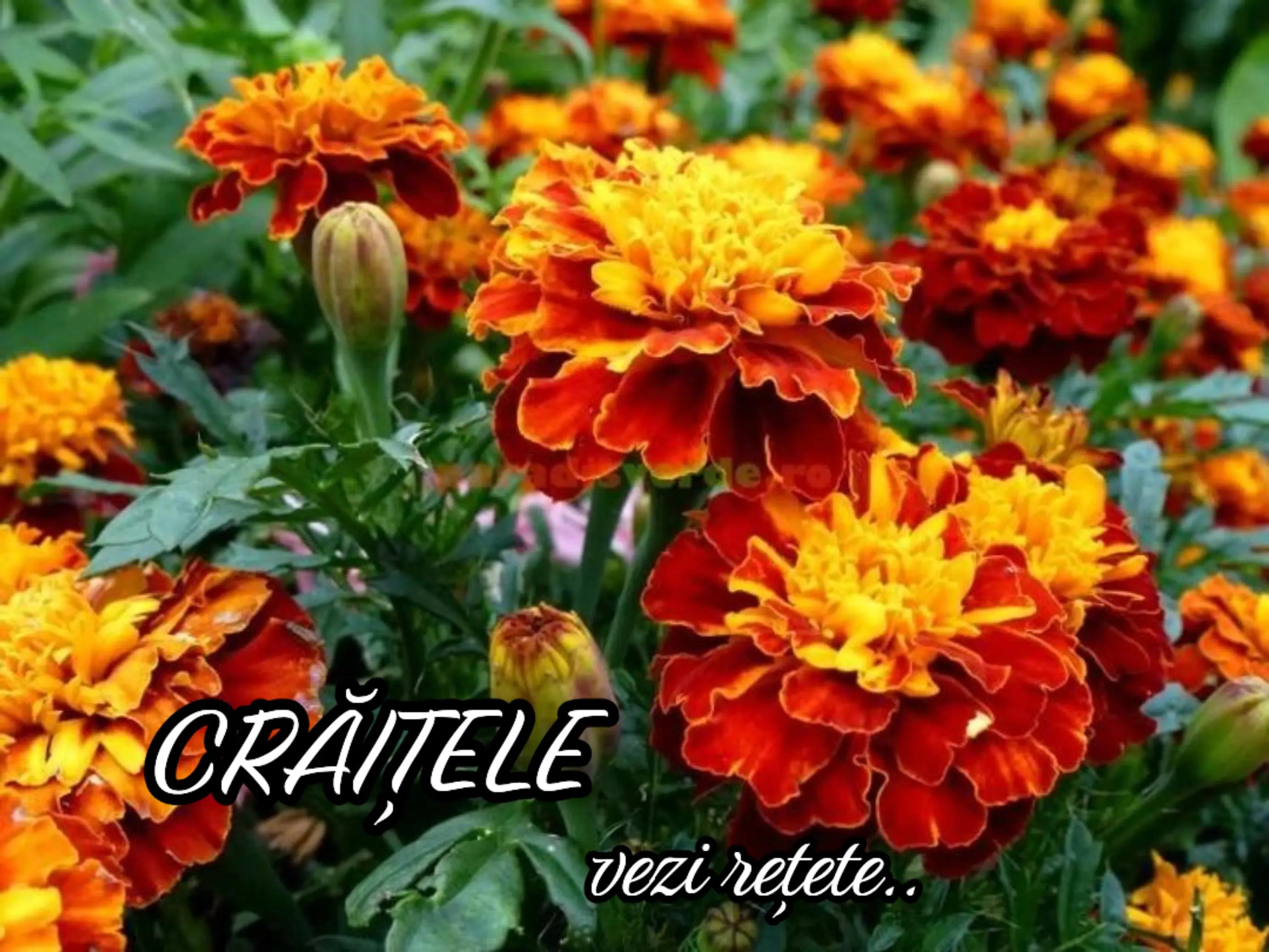 @Ema anton