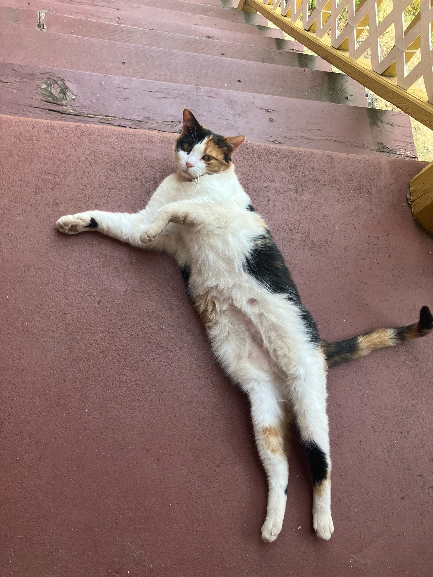 @sweetiethecalicocat