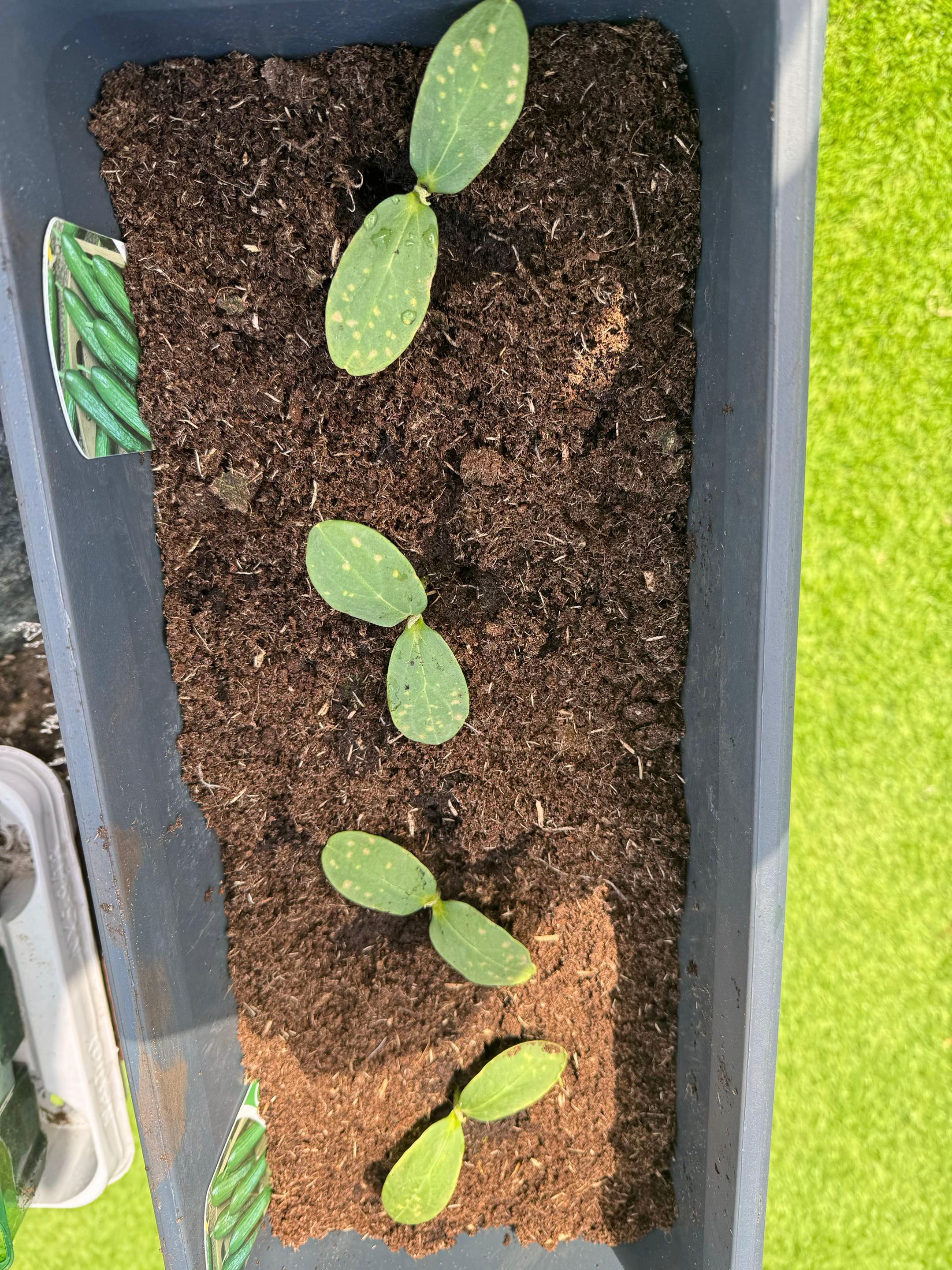 @grandadgreenhouse