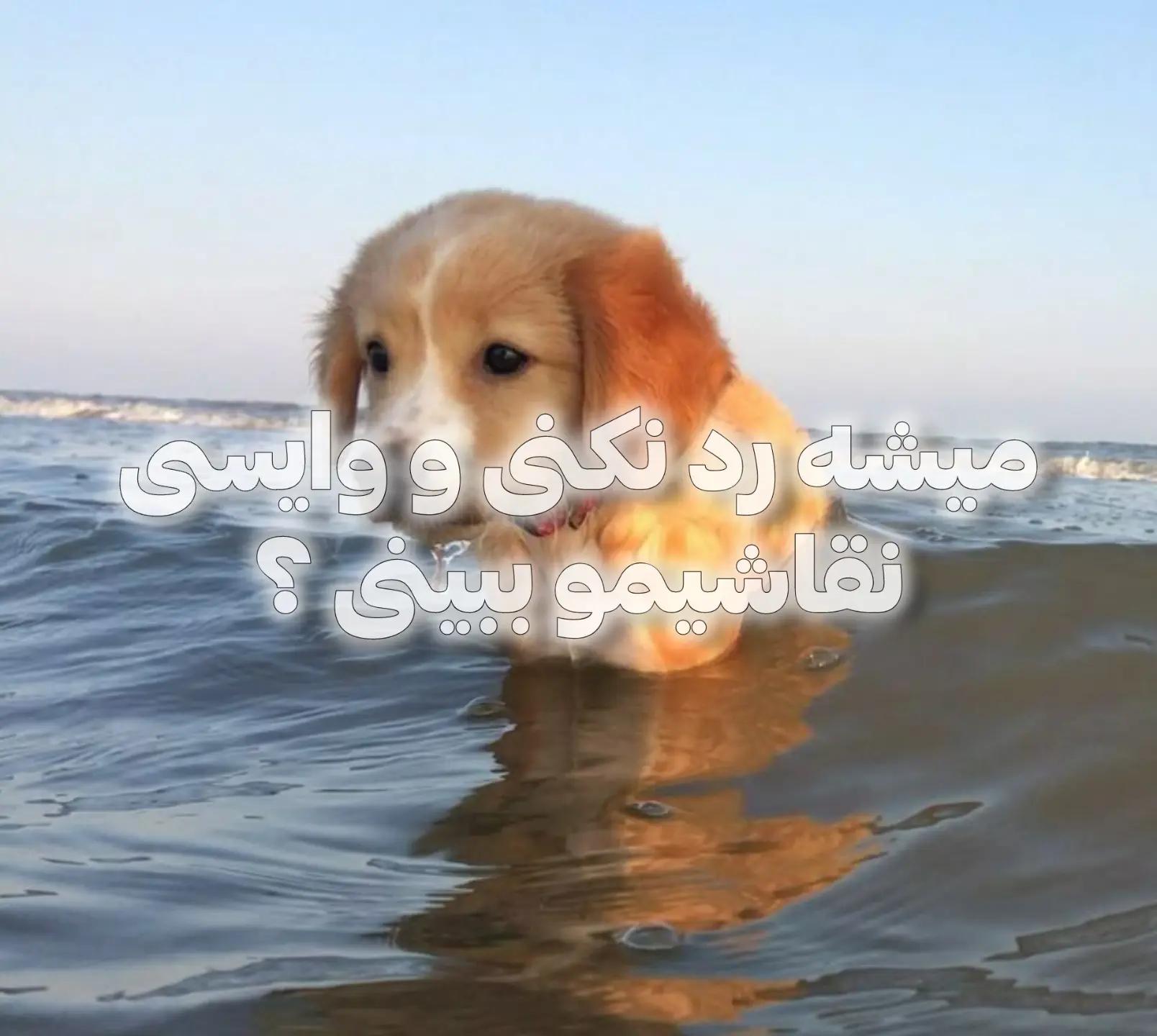@Setayesh