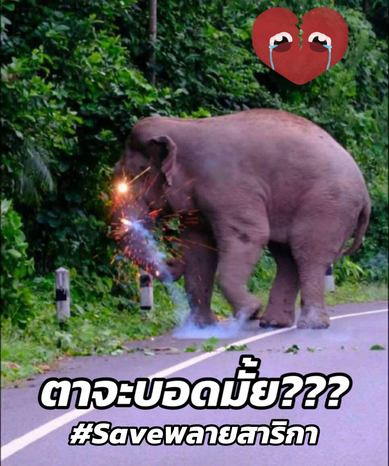 @Animal lover🫶💕