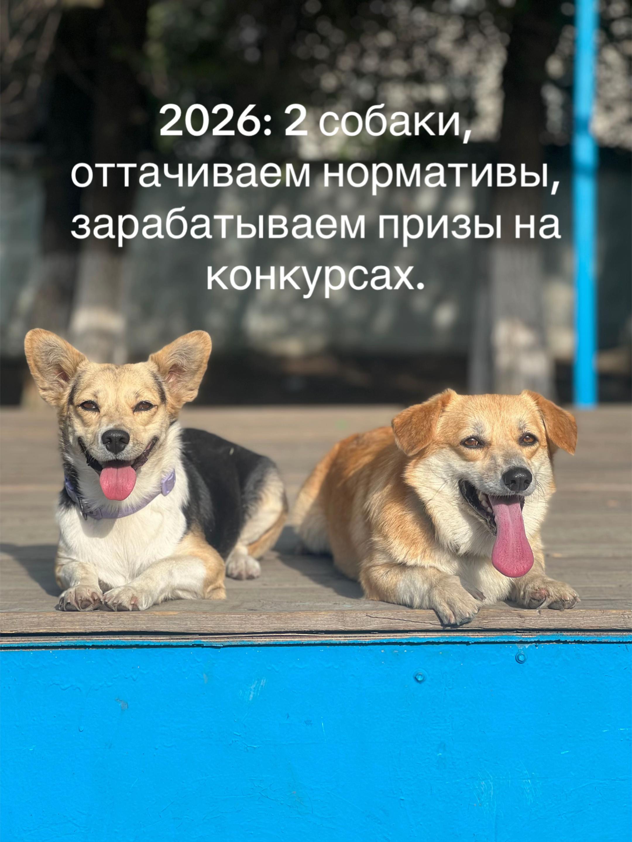 @НЕ КОРГИ