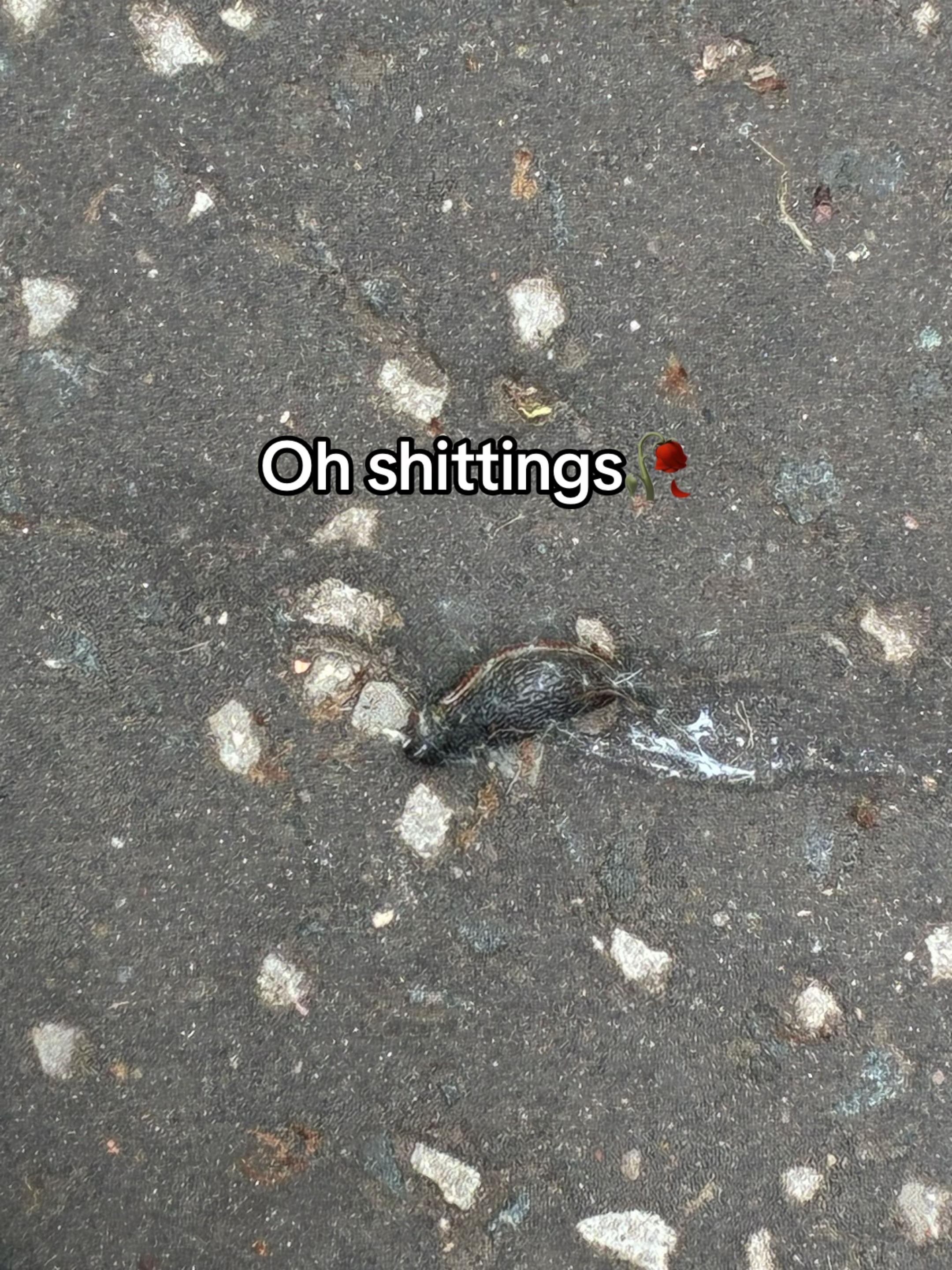 @🐍