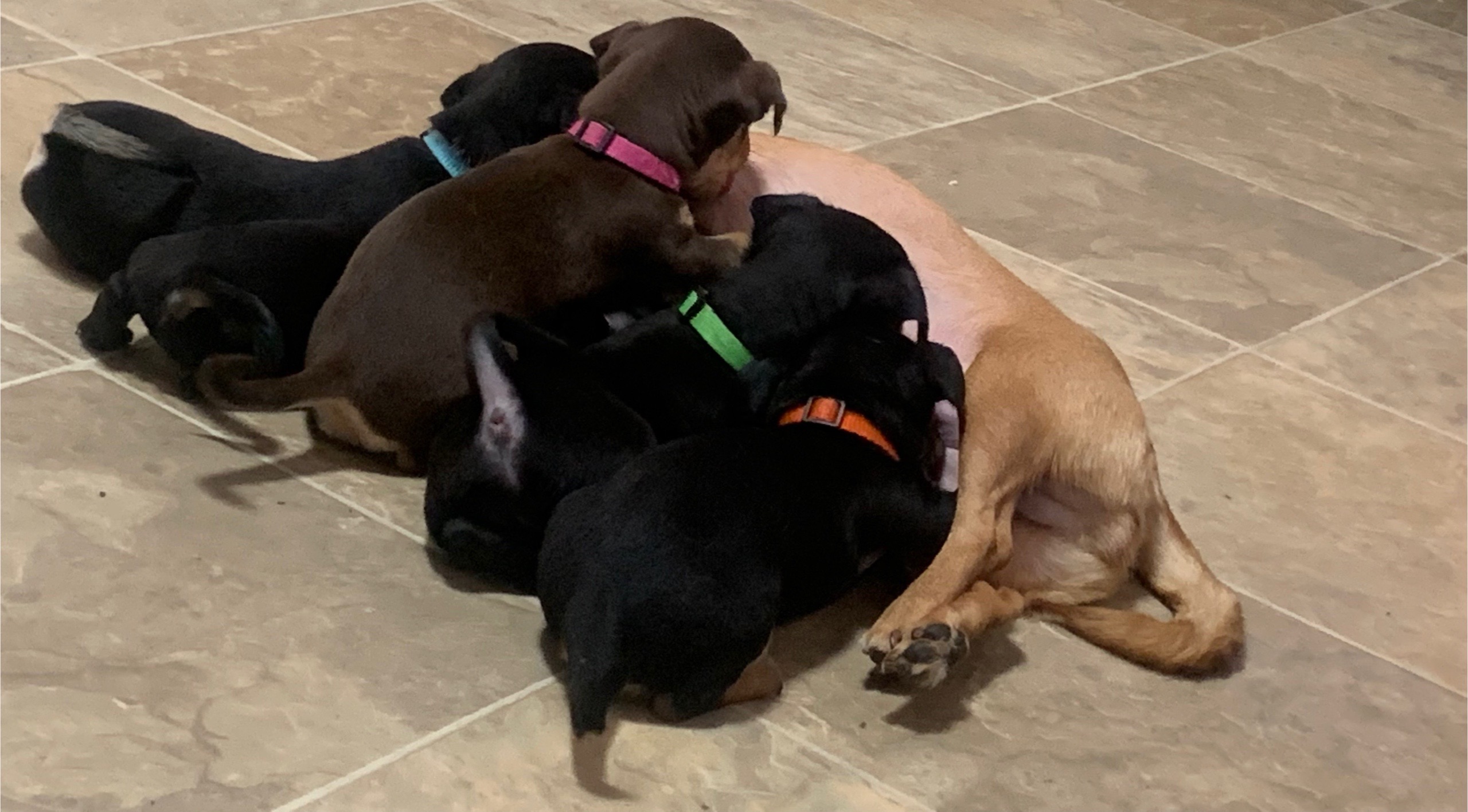 @lovinglifewithpuppies🐾🇨🇦🐾
