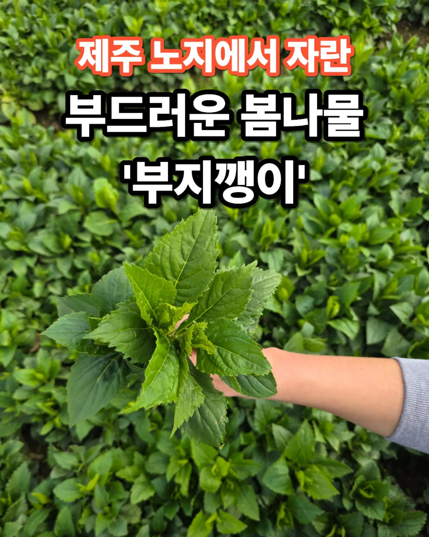 @진심먹거리