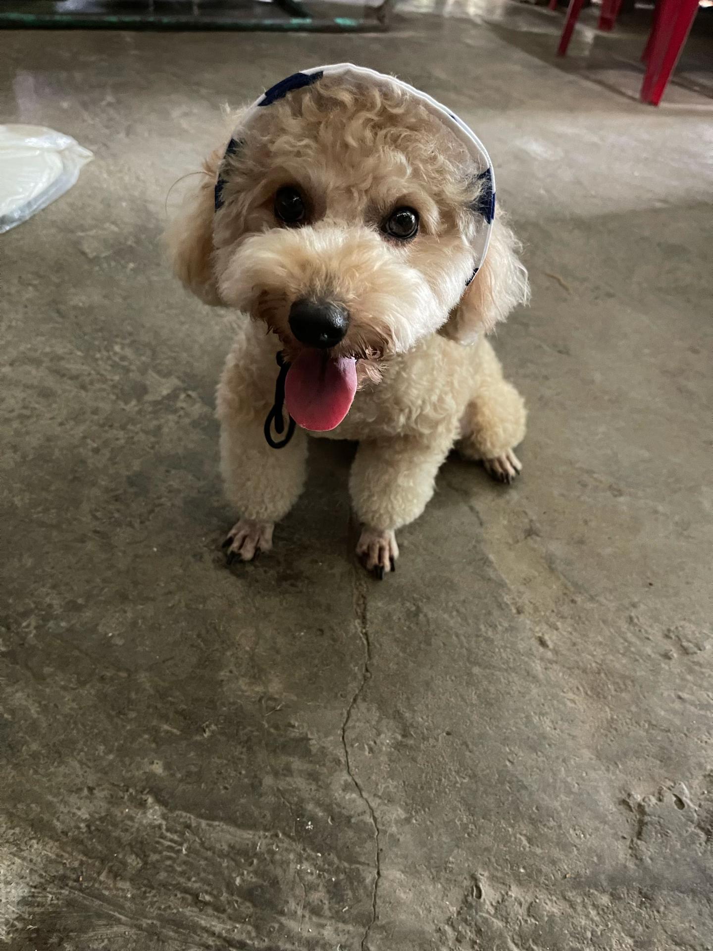@L&ecirc; diễm hồng