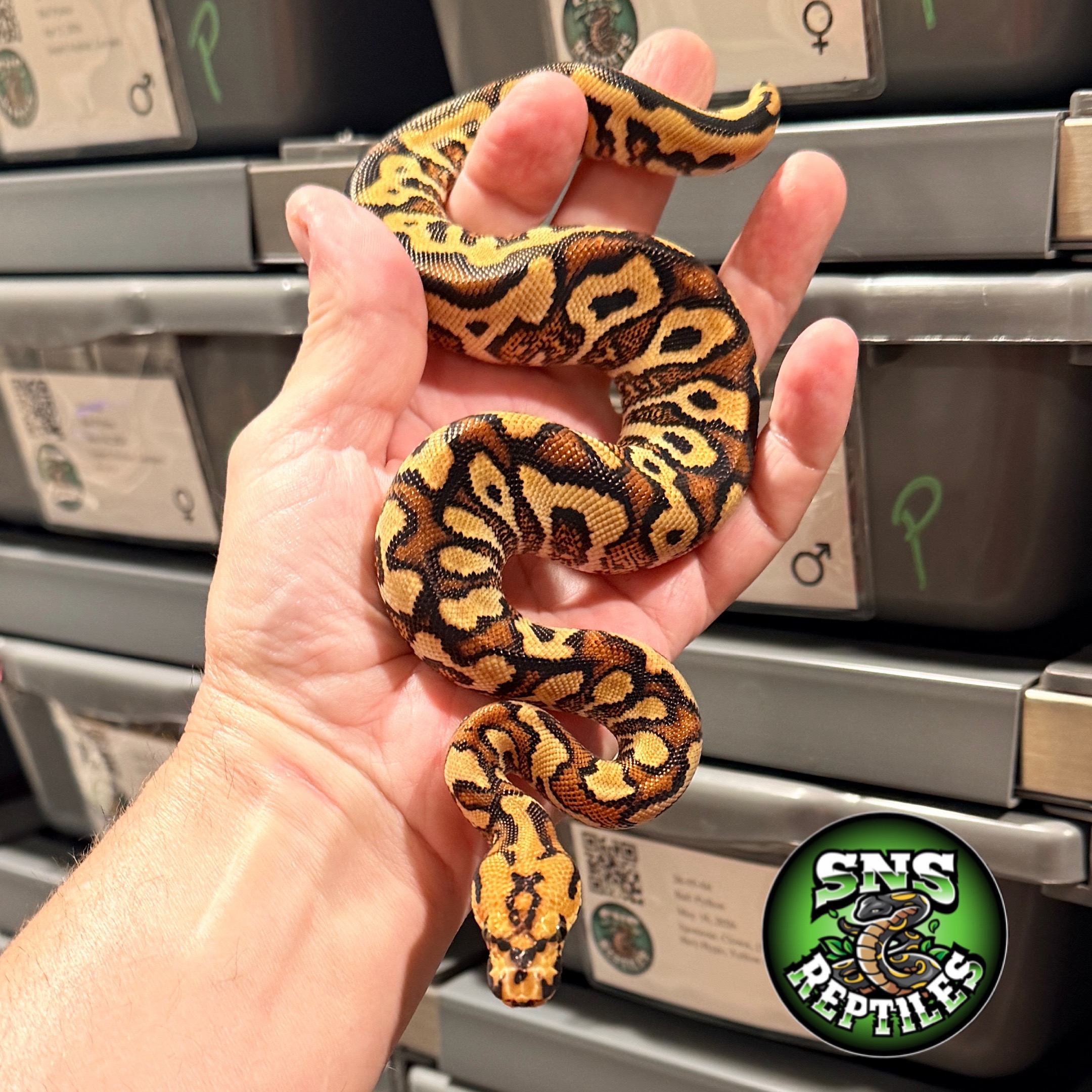 @SNS Reptiles
