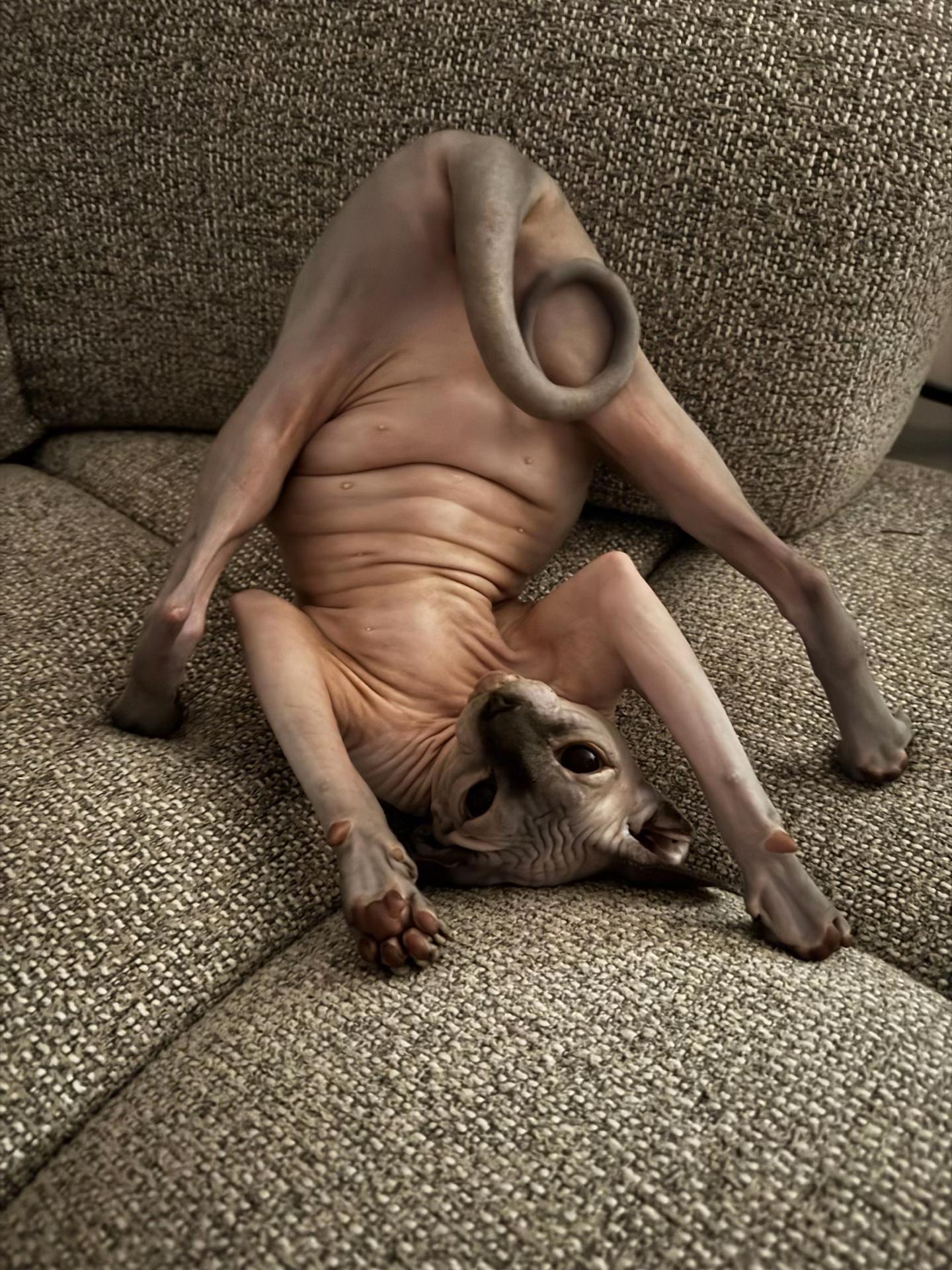 @Diana Ciortan Sphynx Romania