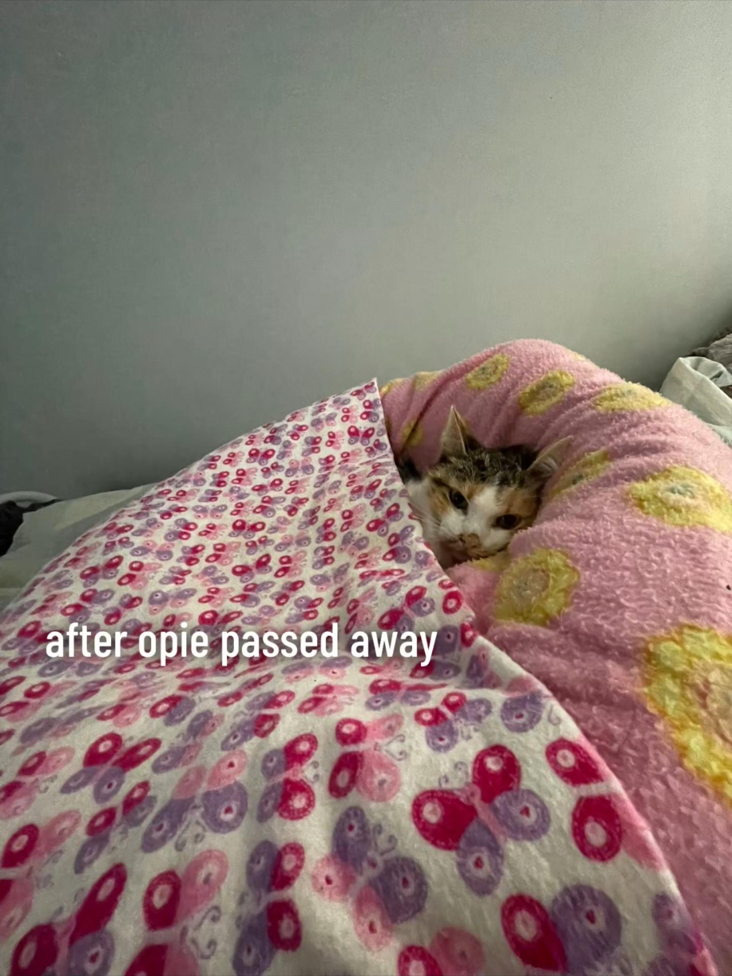 @Indih