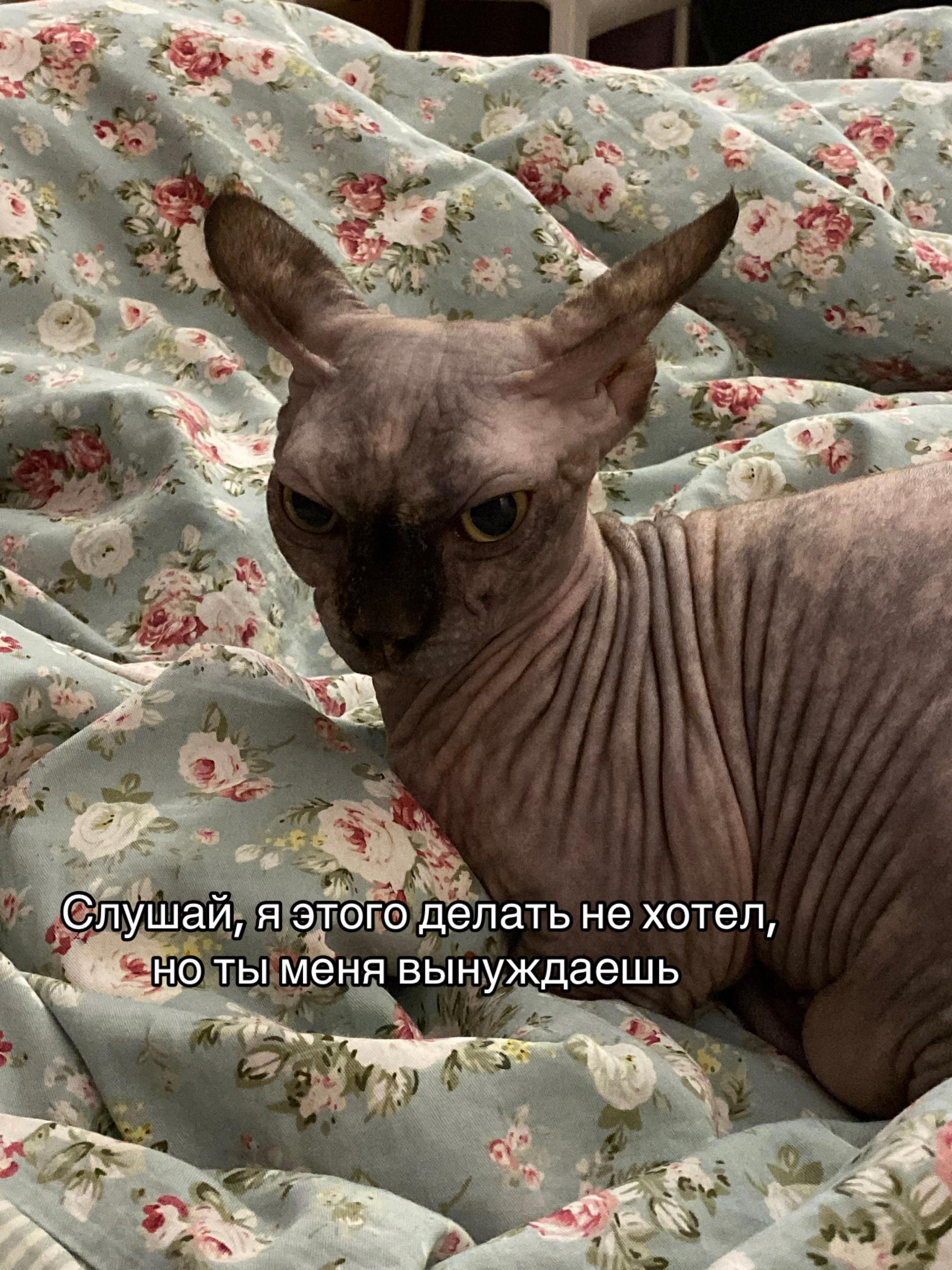 @🦋rrriga🦋