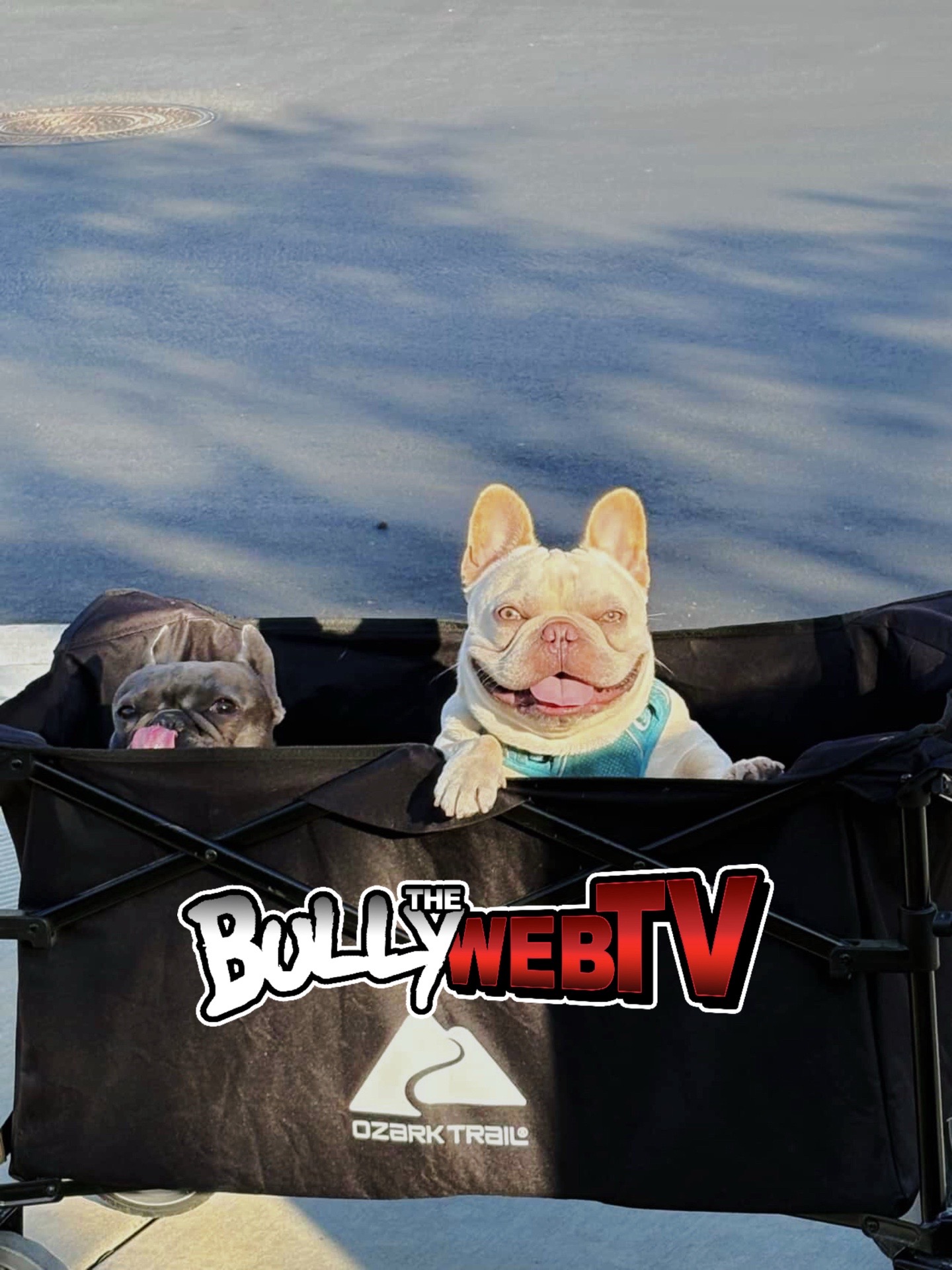 @Official_BullyWebTV
