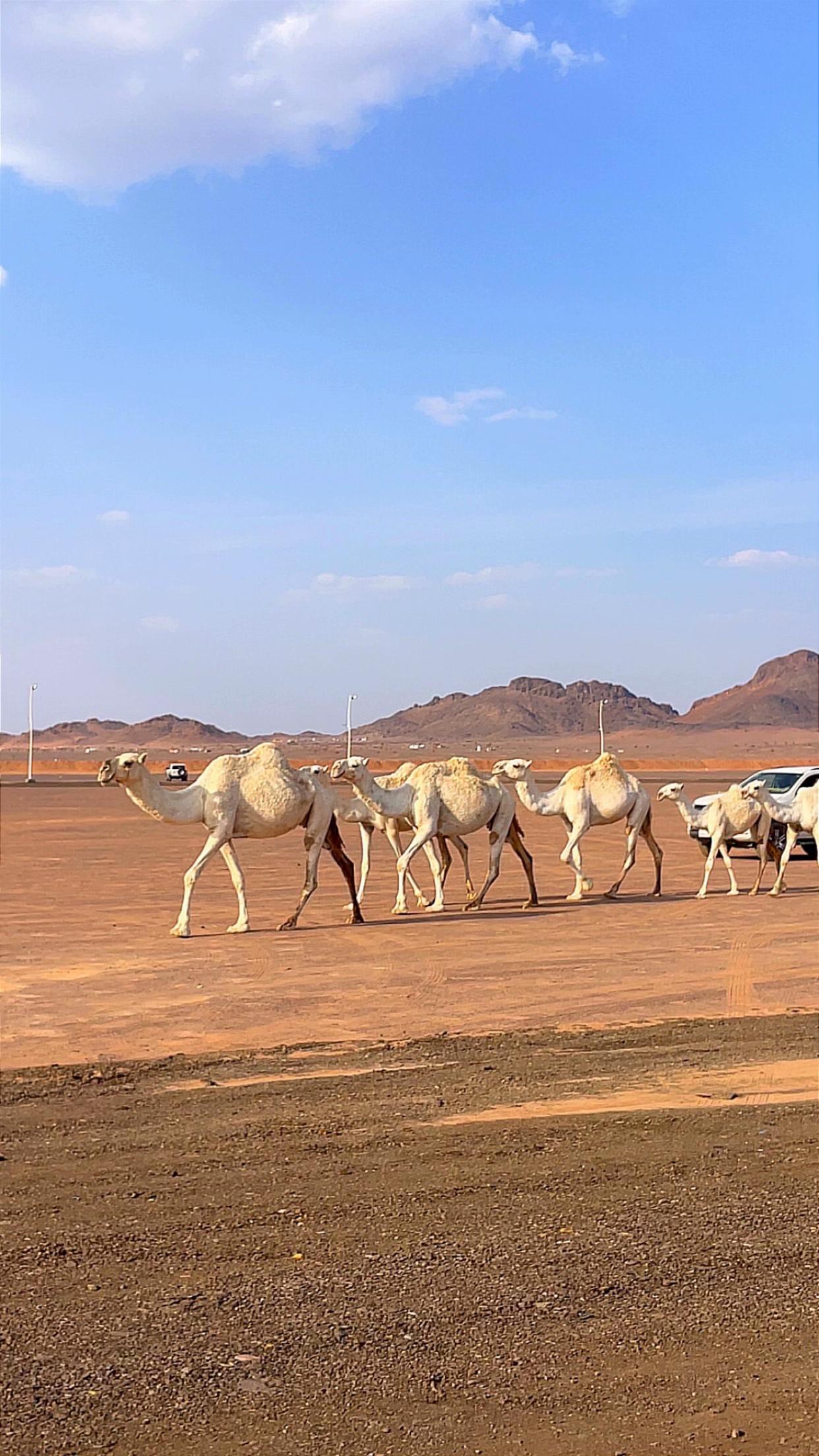 @(﮼صمت ﮼الجرو ح﮼)