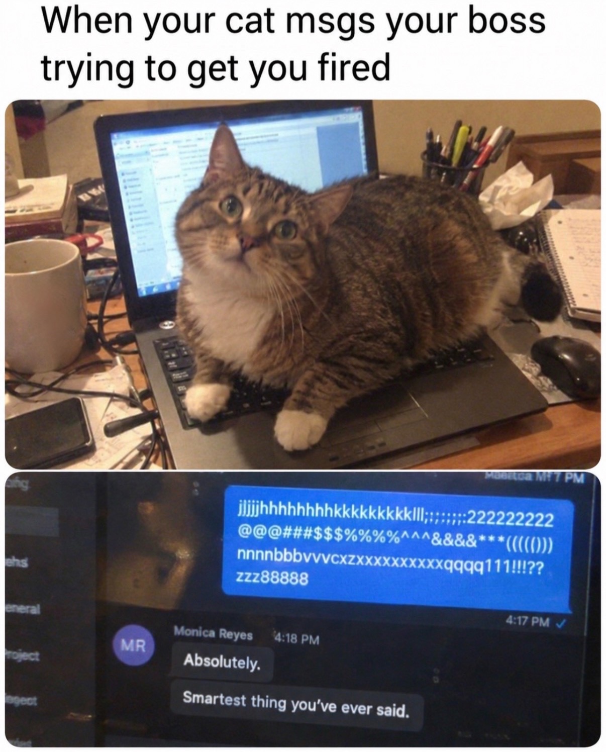 @cat memes