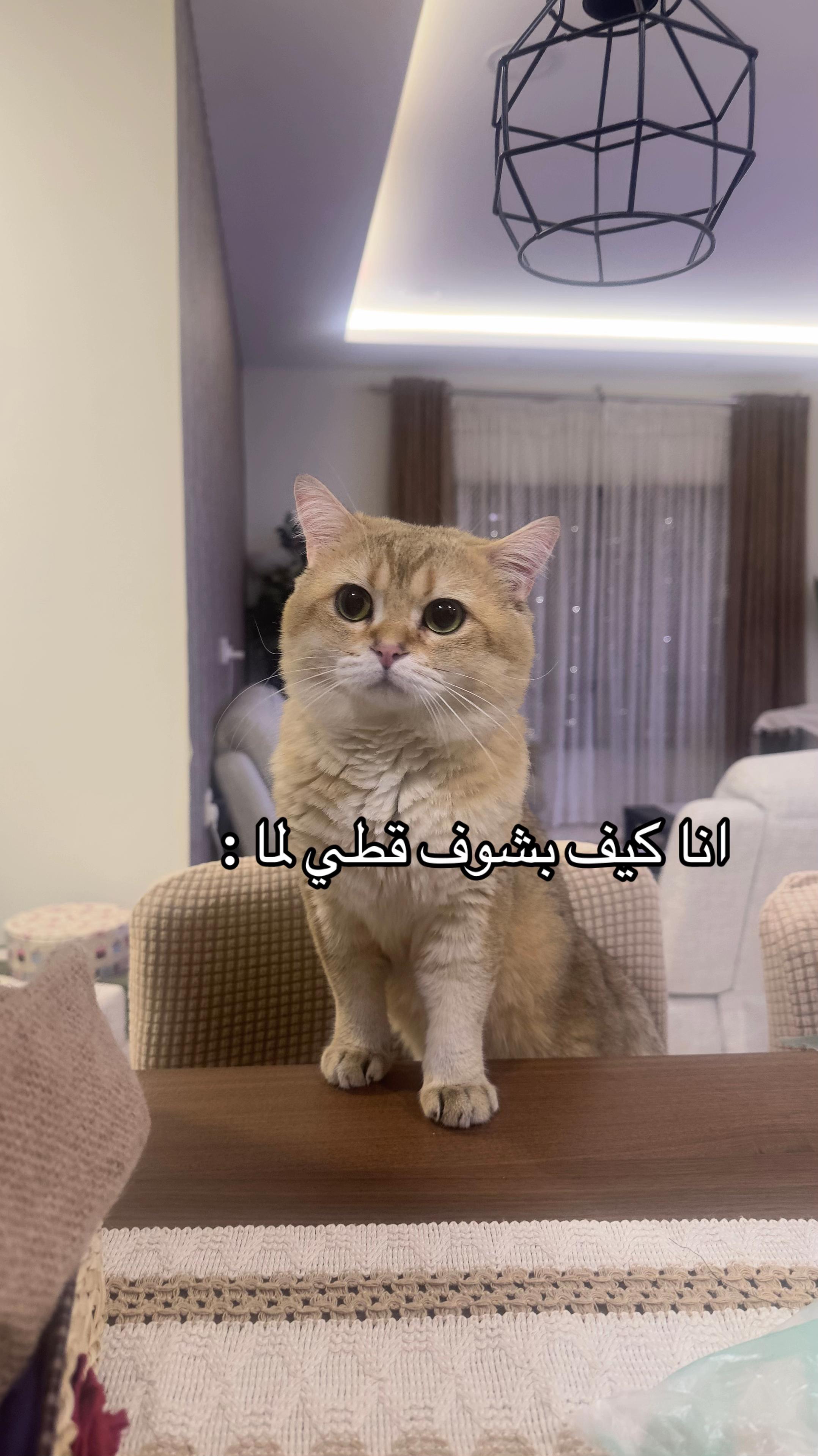 @الديموزيل ✨