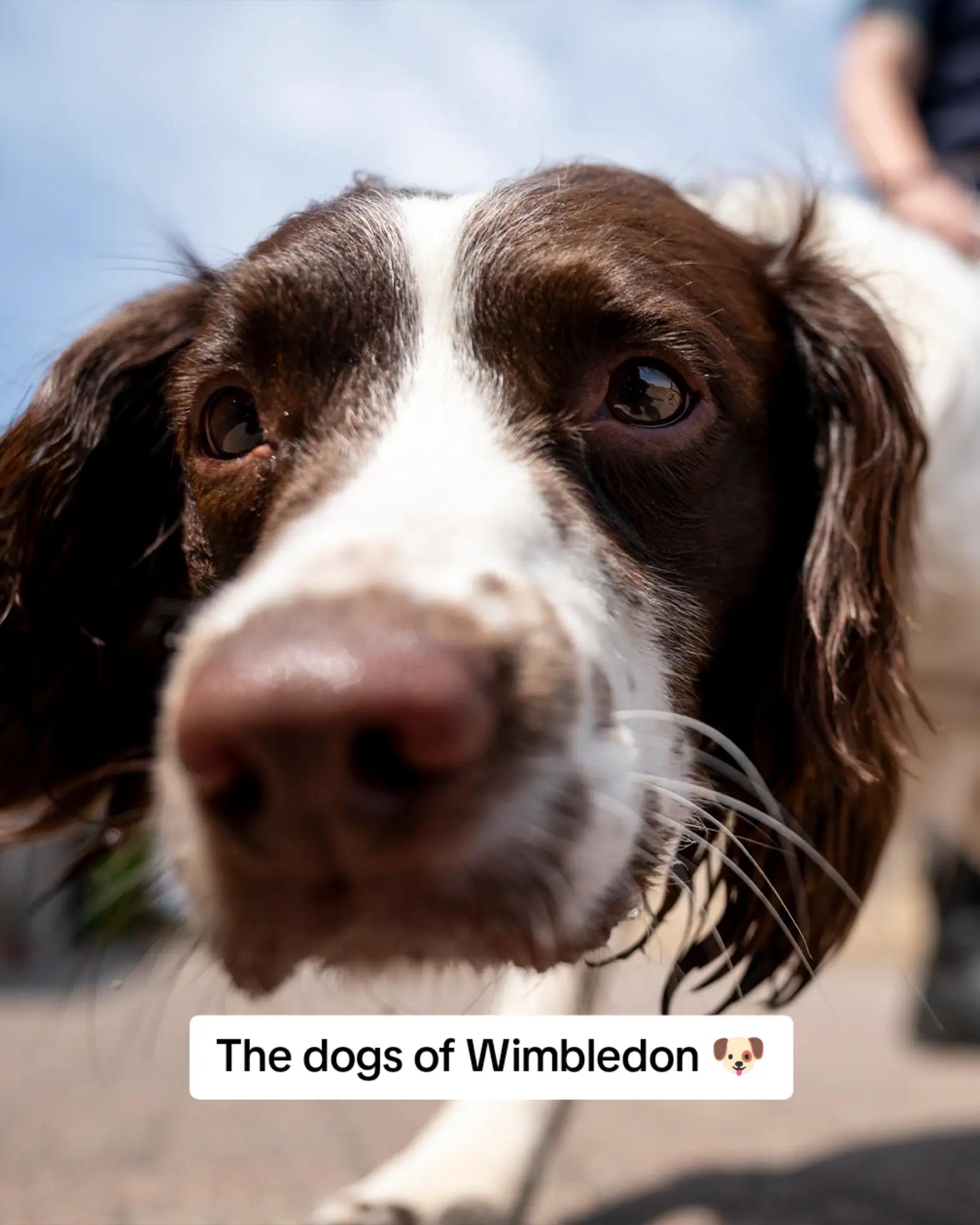 @wimbledon