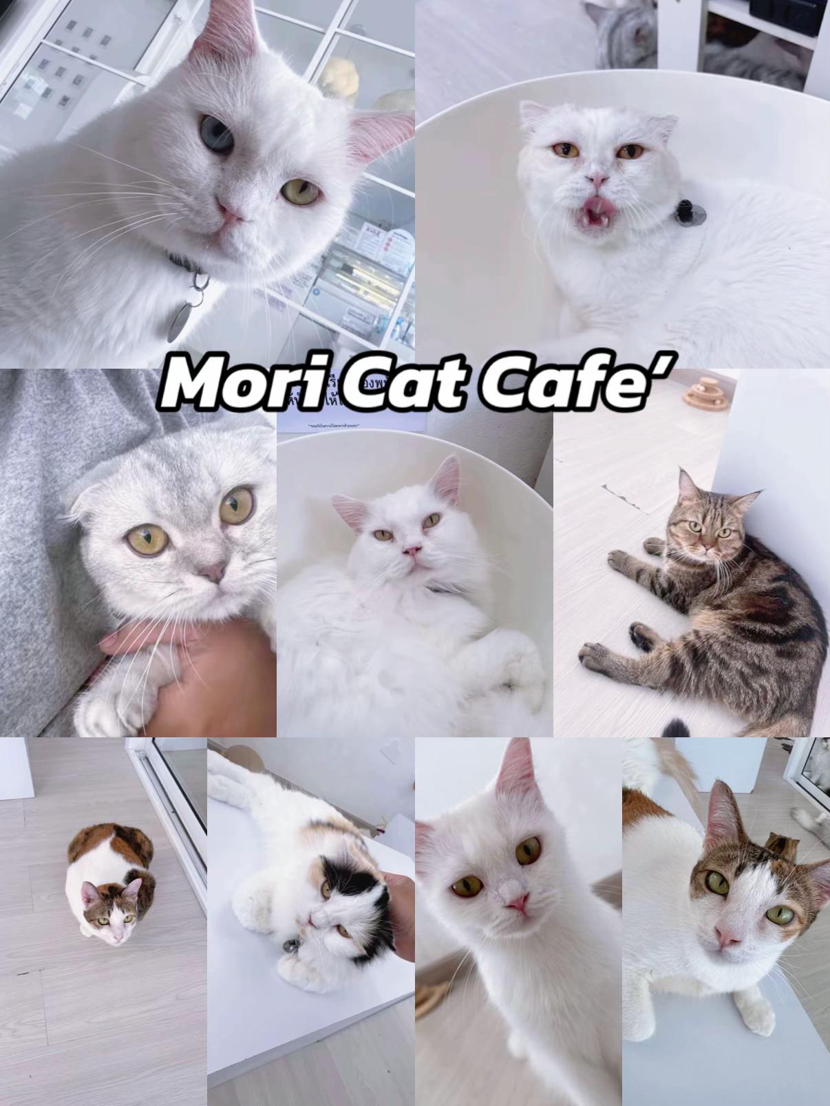@คาเฟ่แมวโมริ Mori cat cafe'