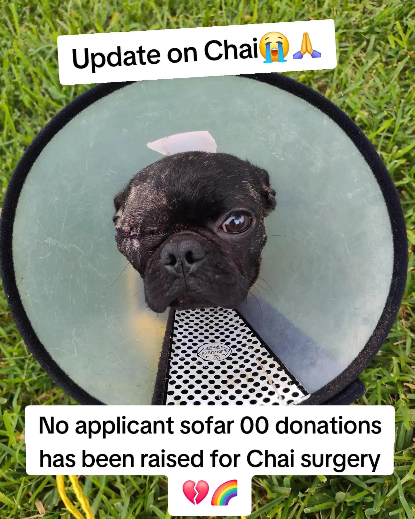@adoptabledogsofmiami