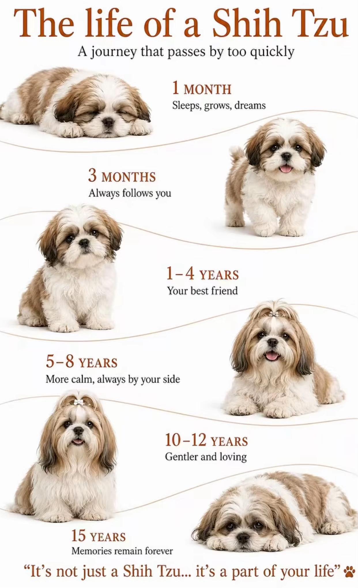 @Teacup Shih Tzu Puppies