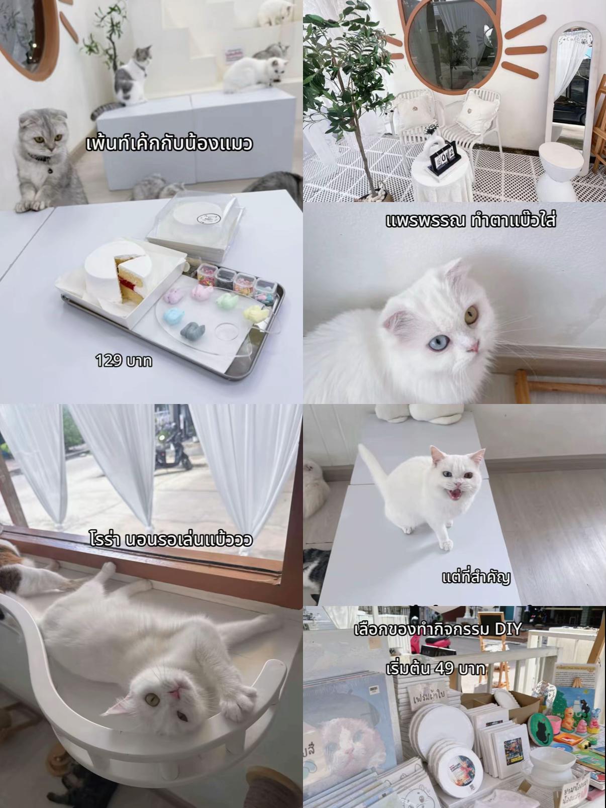 @คาเฟ่แมวโมริ Mori cat cafe'