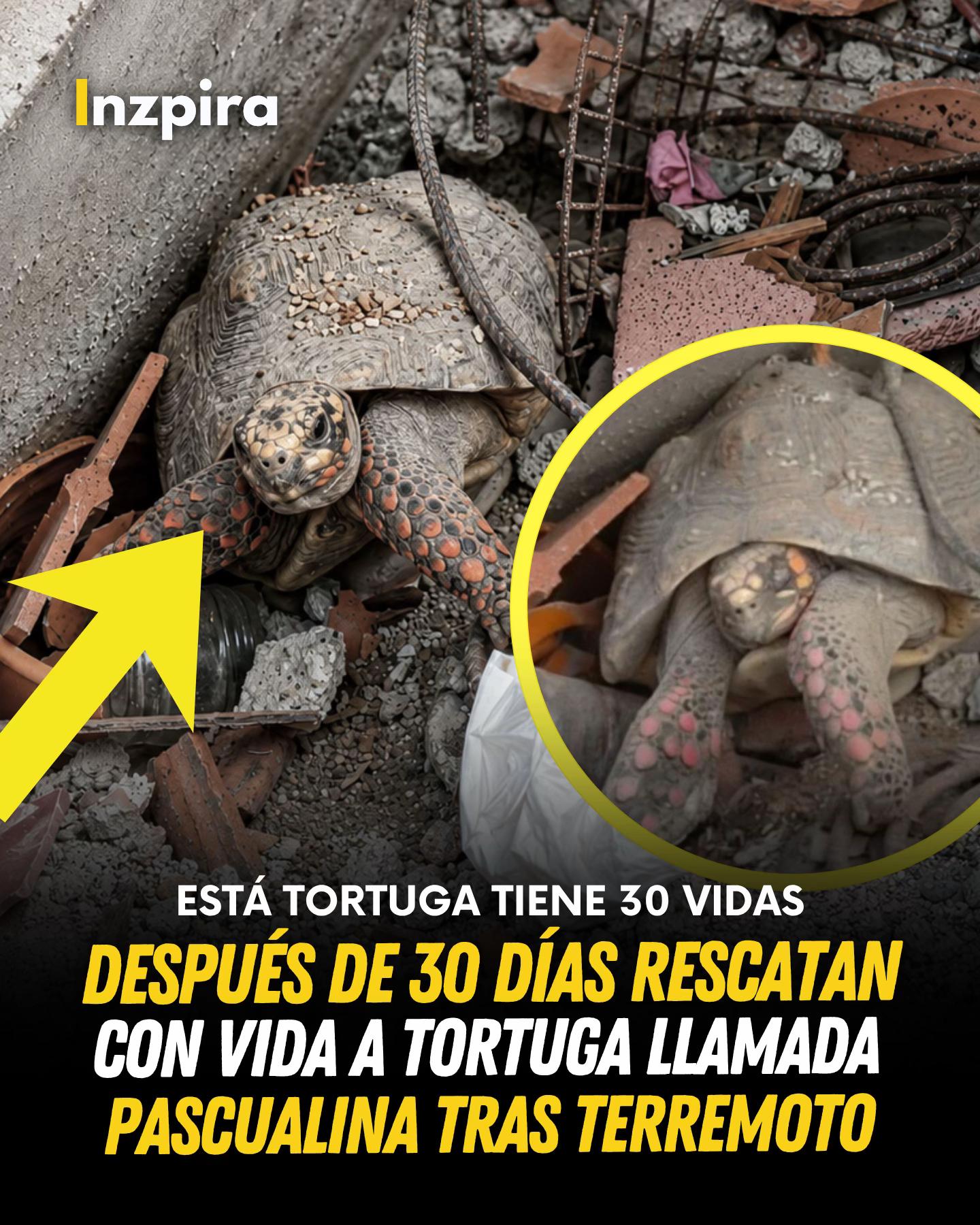 @inzpira.oficial