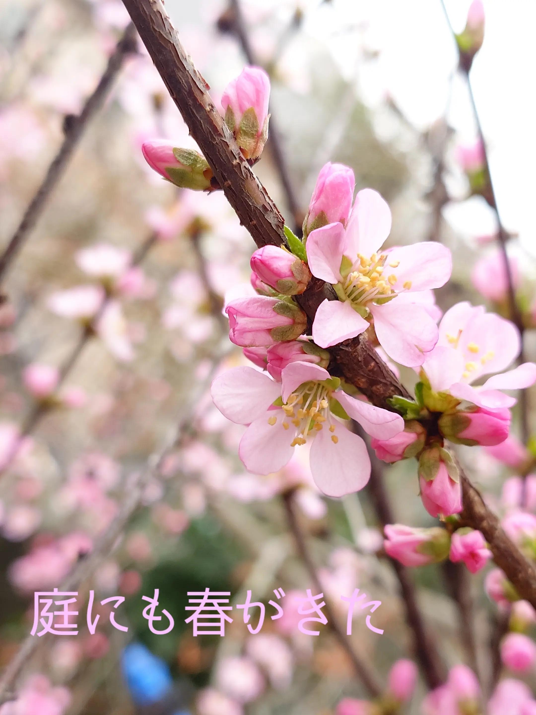 @伽陵