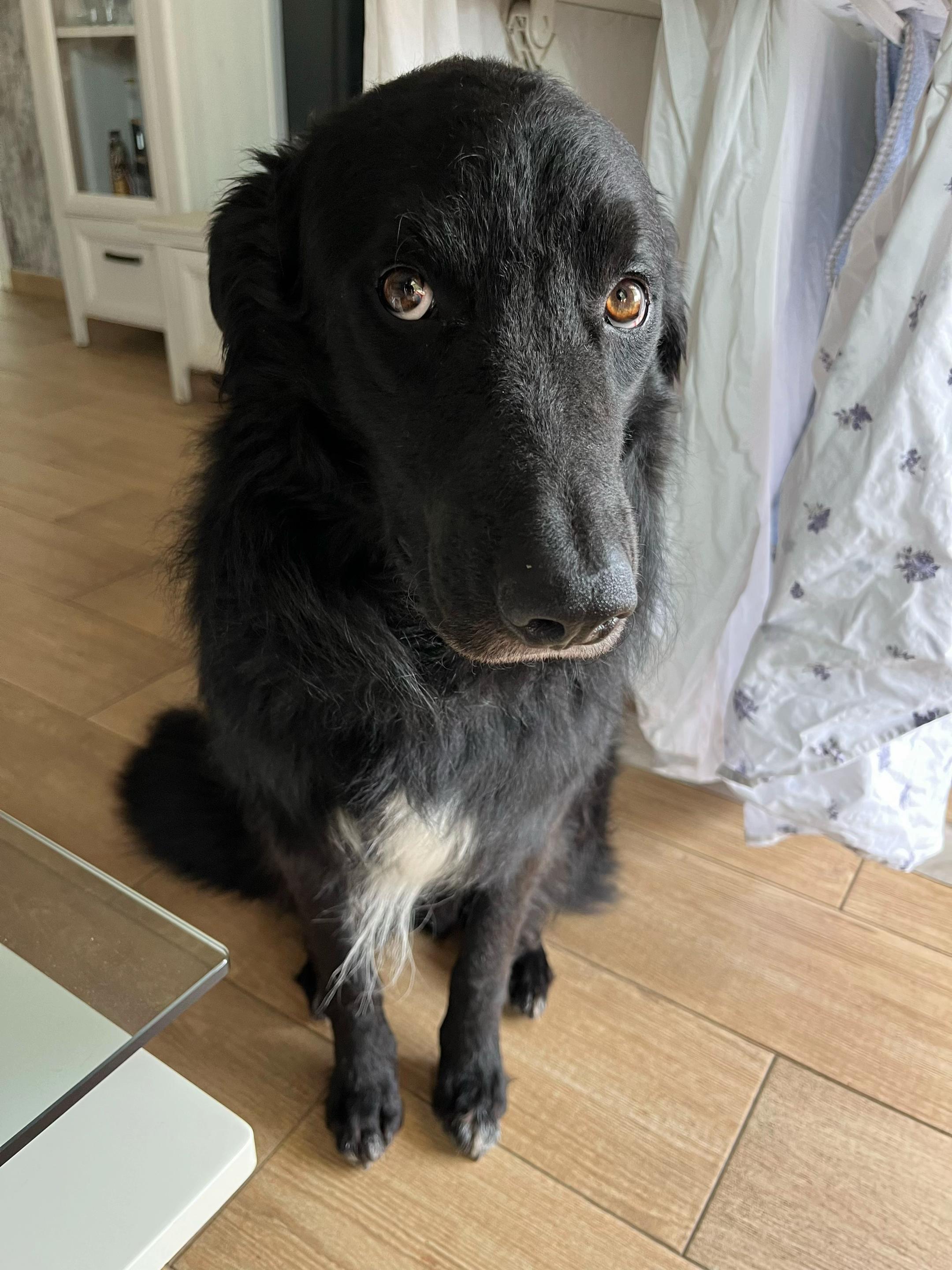 @Luiggi the Dog