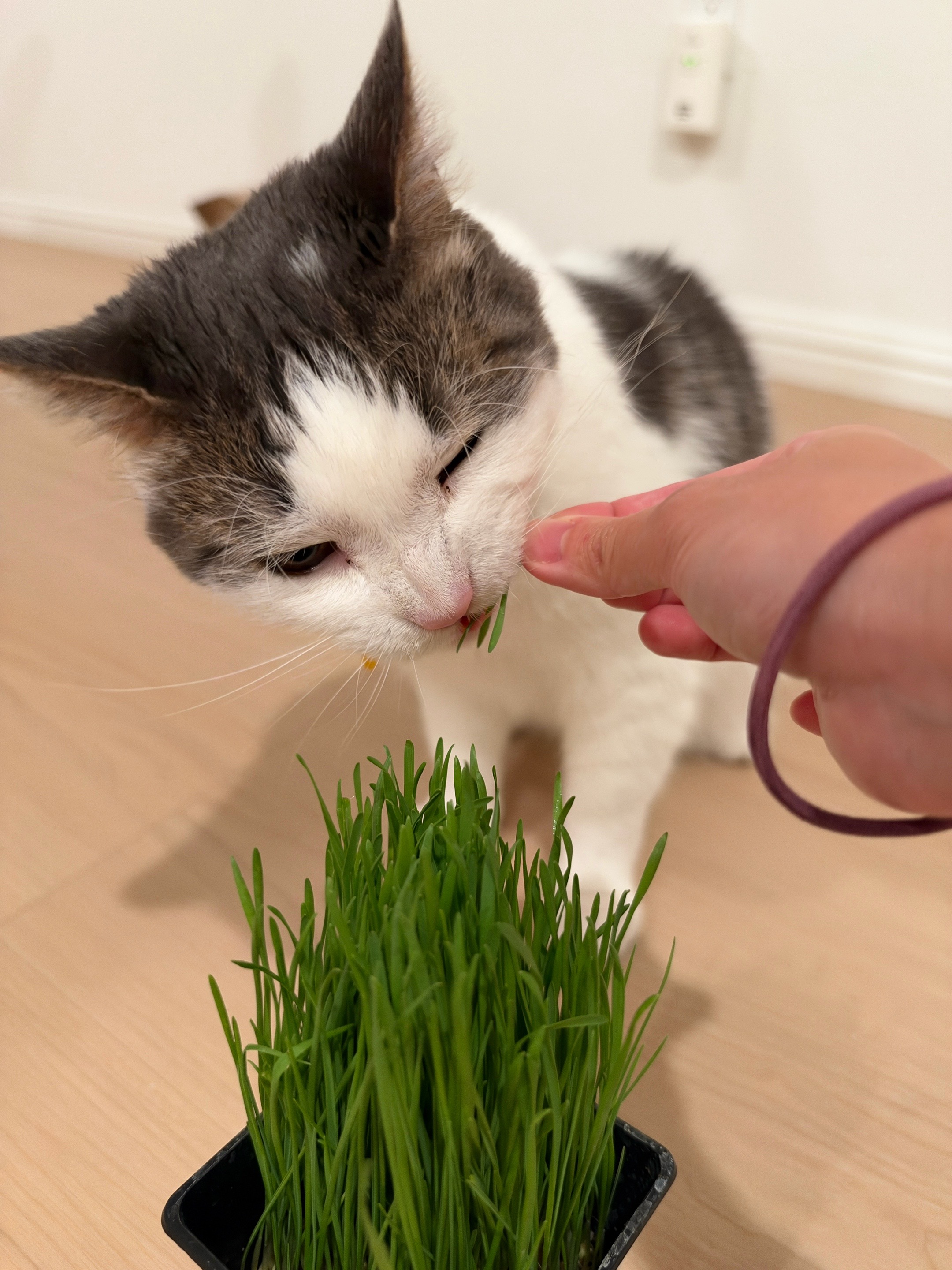 @Mimi Wawa Meow