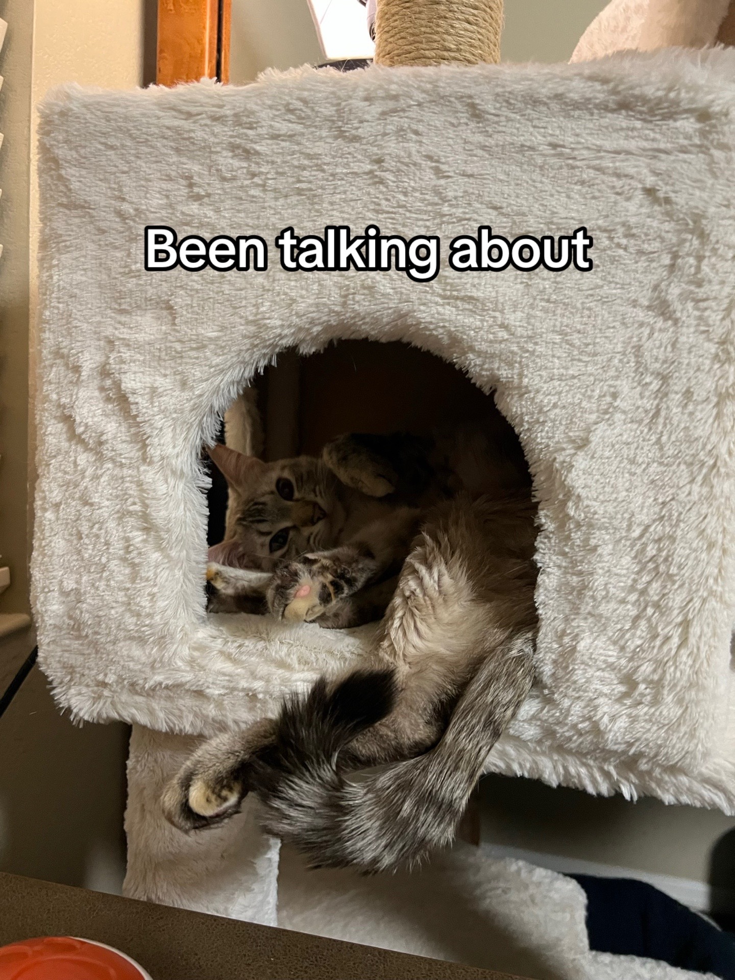 @Ricky and Lucy 🐈⬛