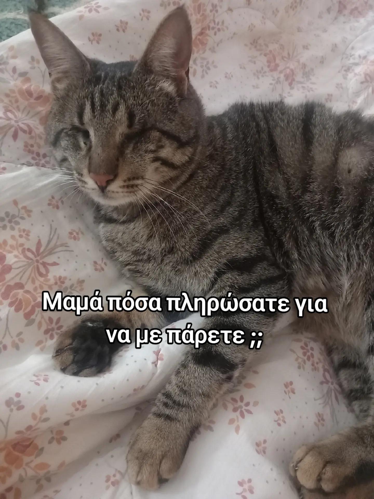 @sotiropoulou.dimitra